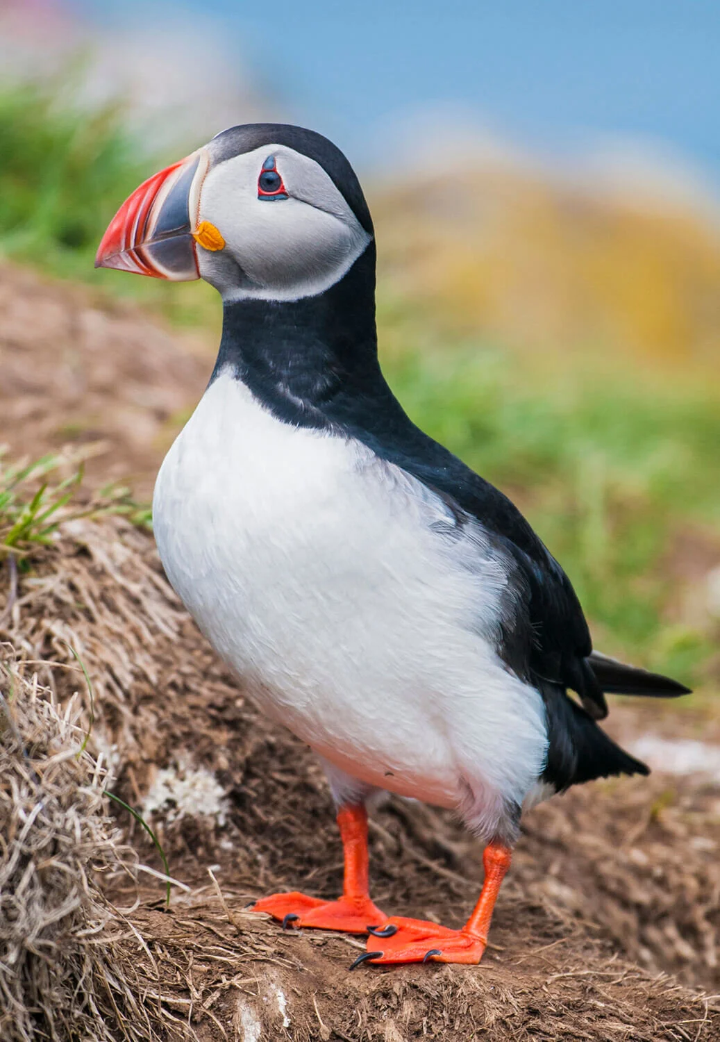 iceland-islandia-birds-aves-fratercula-arctica-frailecillo-06v.jpg