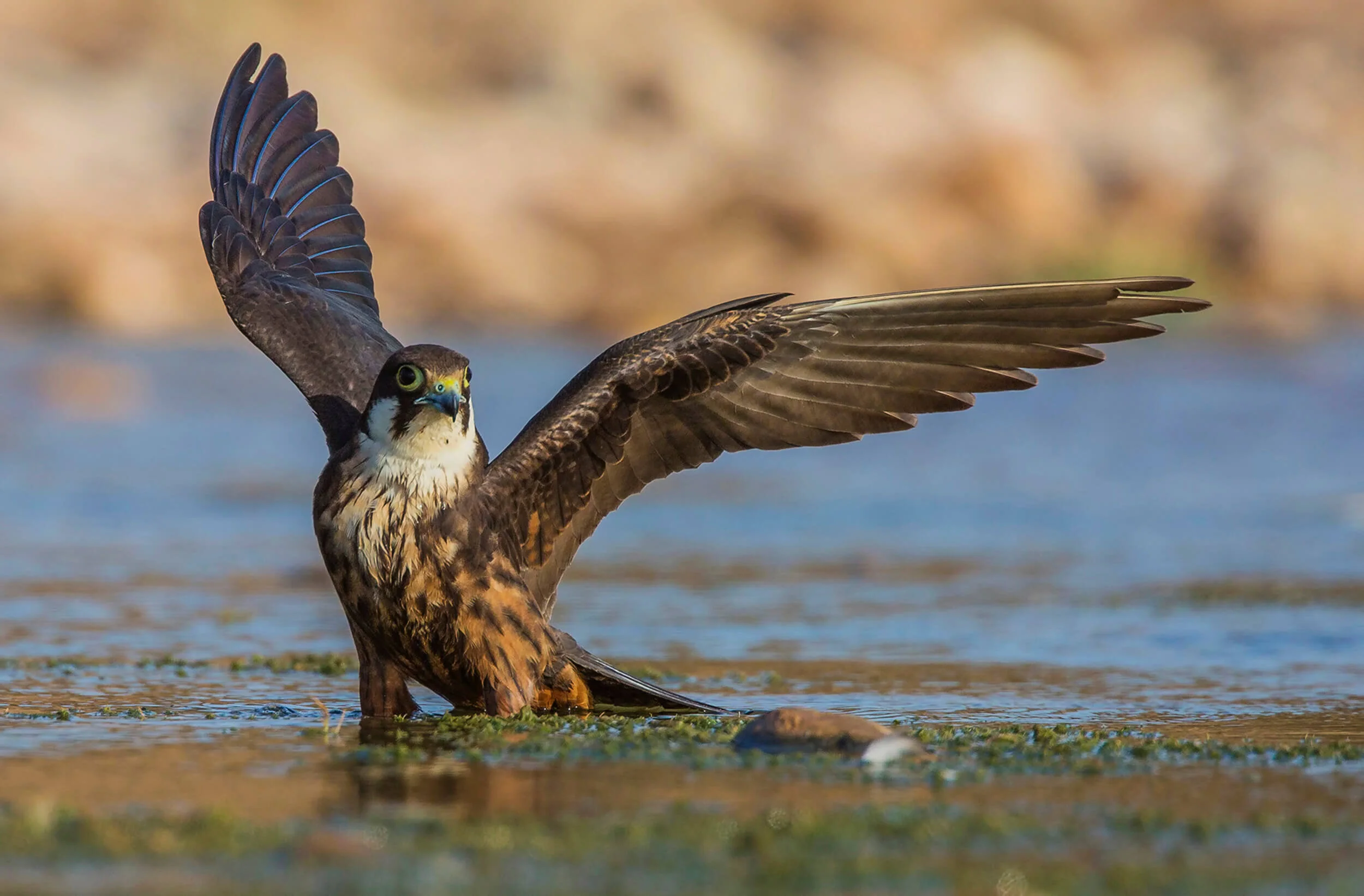 marruecos-eleonora-falcon-halcon-morocco-aves-bird-nature-02h.jpg
