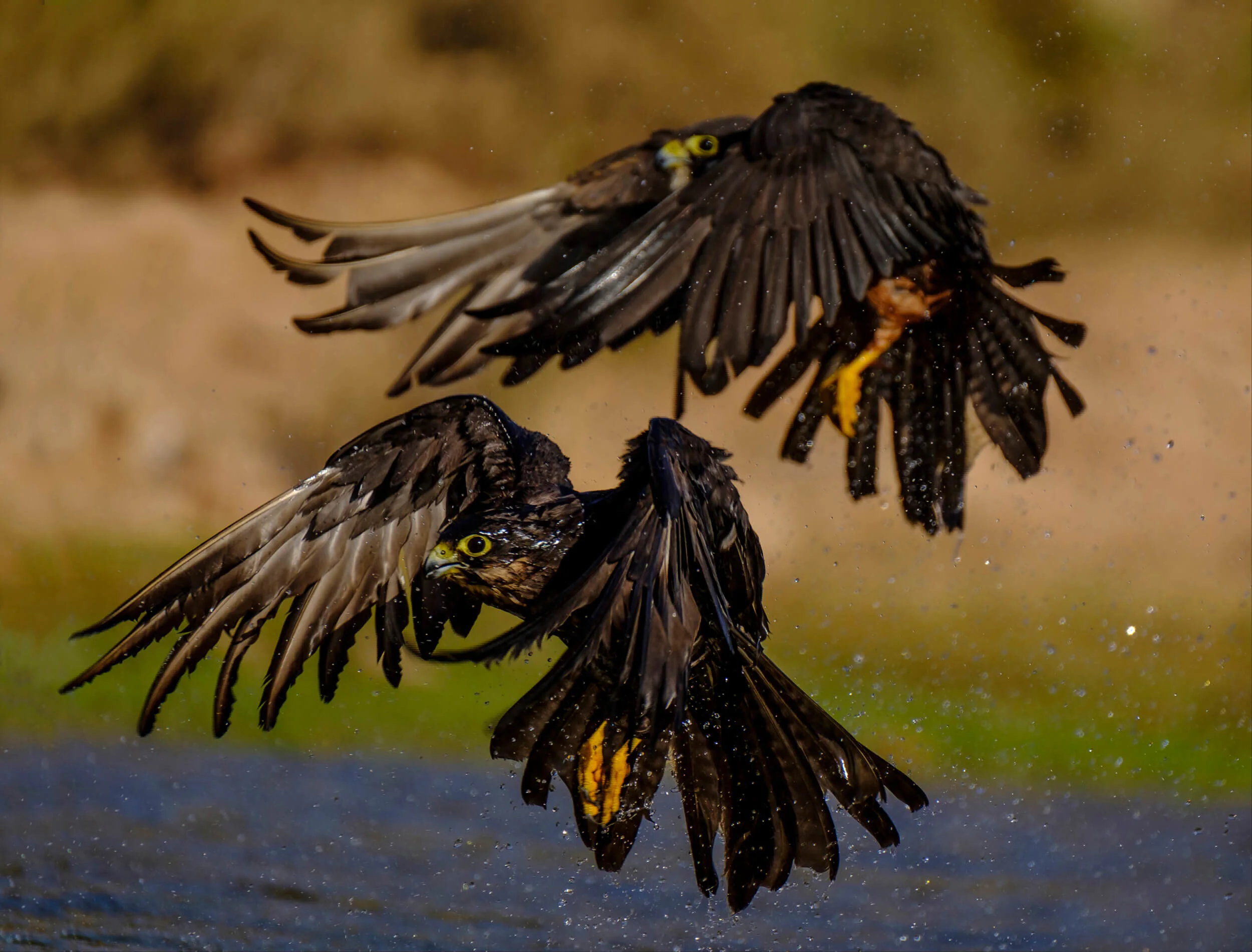 marruecos-eleonora-falcon-halcon-morocco-aves-bird-nature-10h.jpg