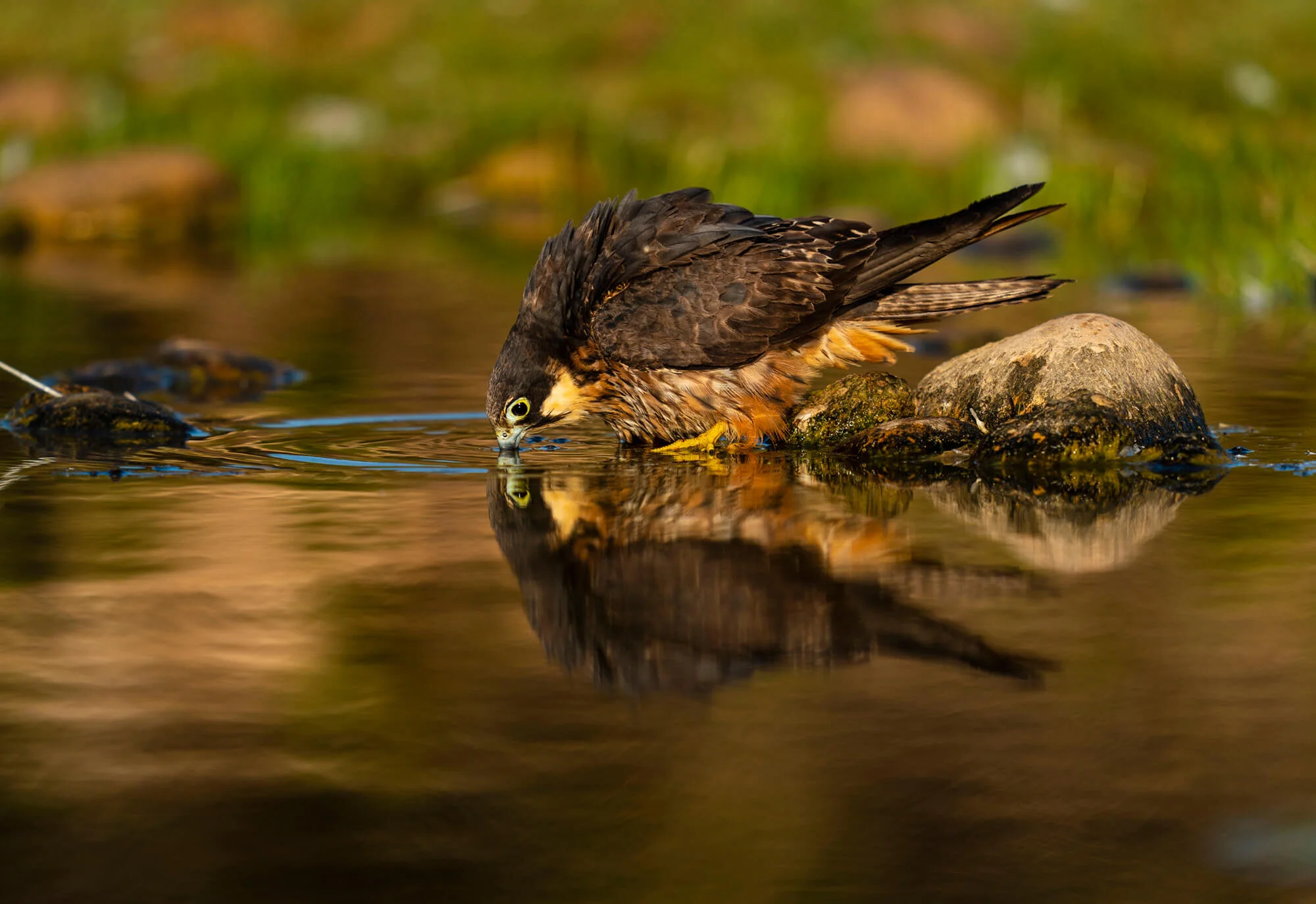 marruecos-eleonora-falcon-halcon-morocco-aves-bird-nature-23.jpg