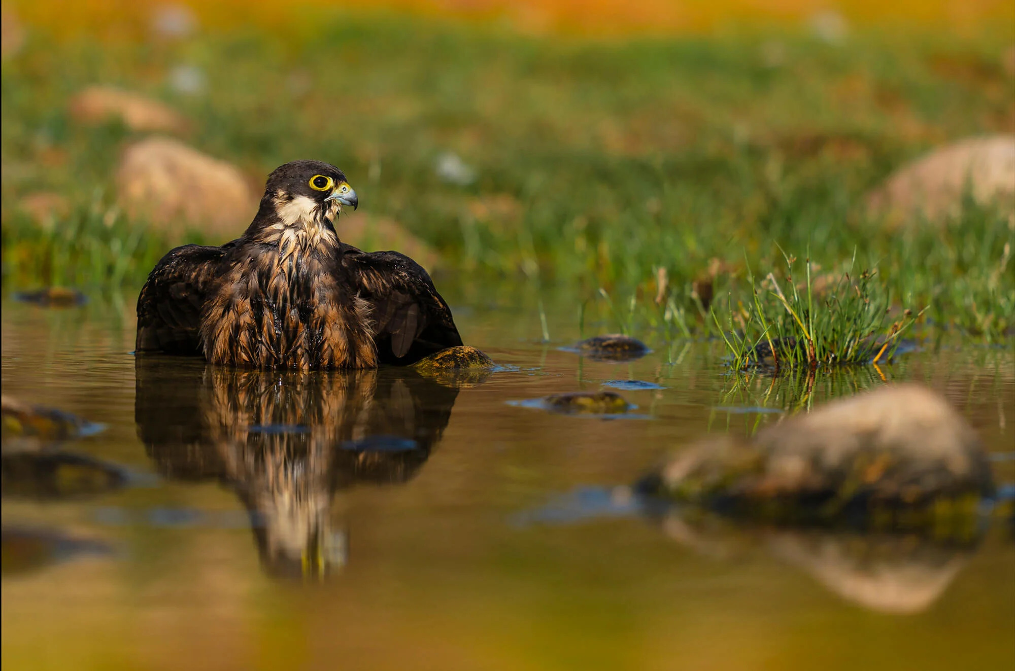 marruecos-eleonora-falcon-halcon-morocco-aves-bird-nature-25.jpg