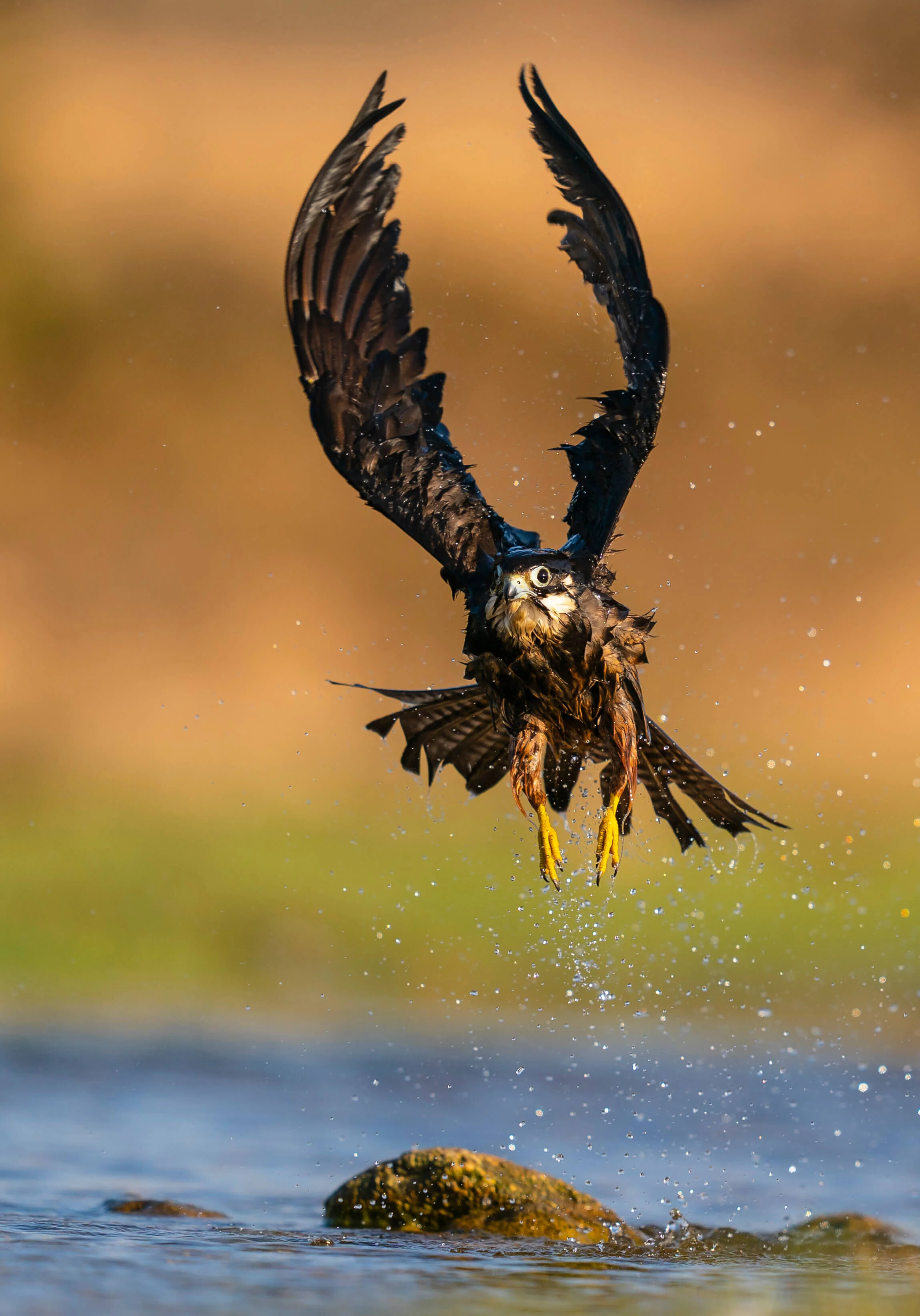 marruecos-eleonora-falcon-halcon-morocco-aves-bird-nature-24.jpg