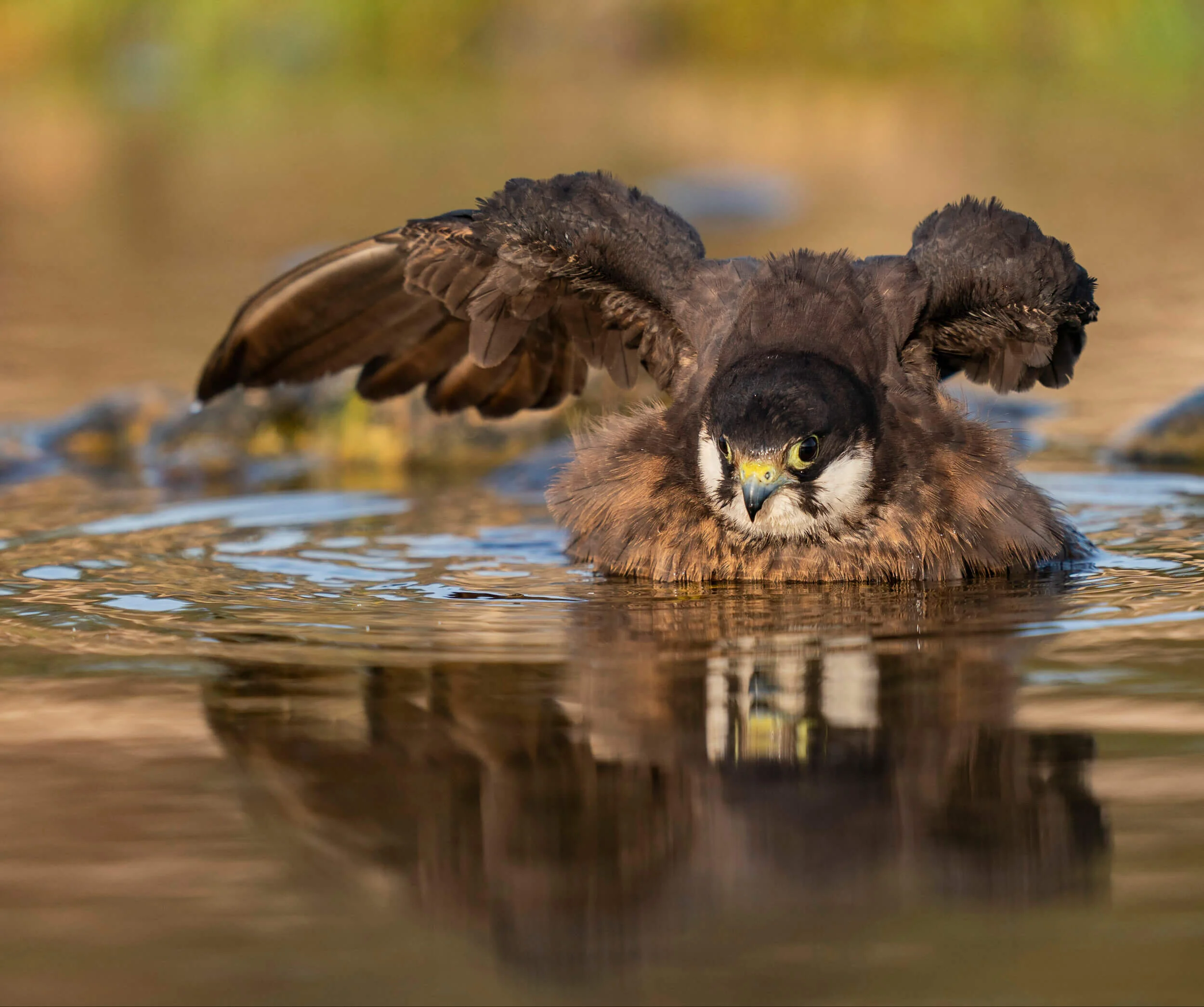 marruecos-eleonora-falcon-halcon-morocco-aves-bird-nature-32b.jpg