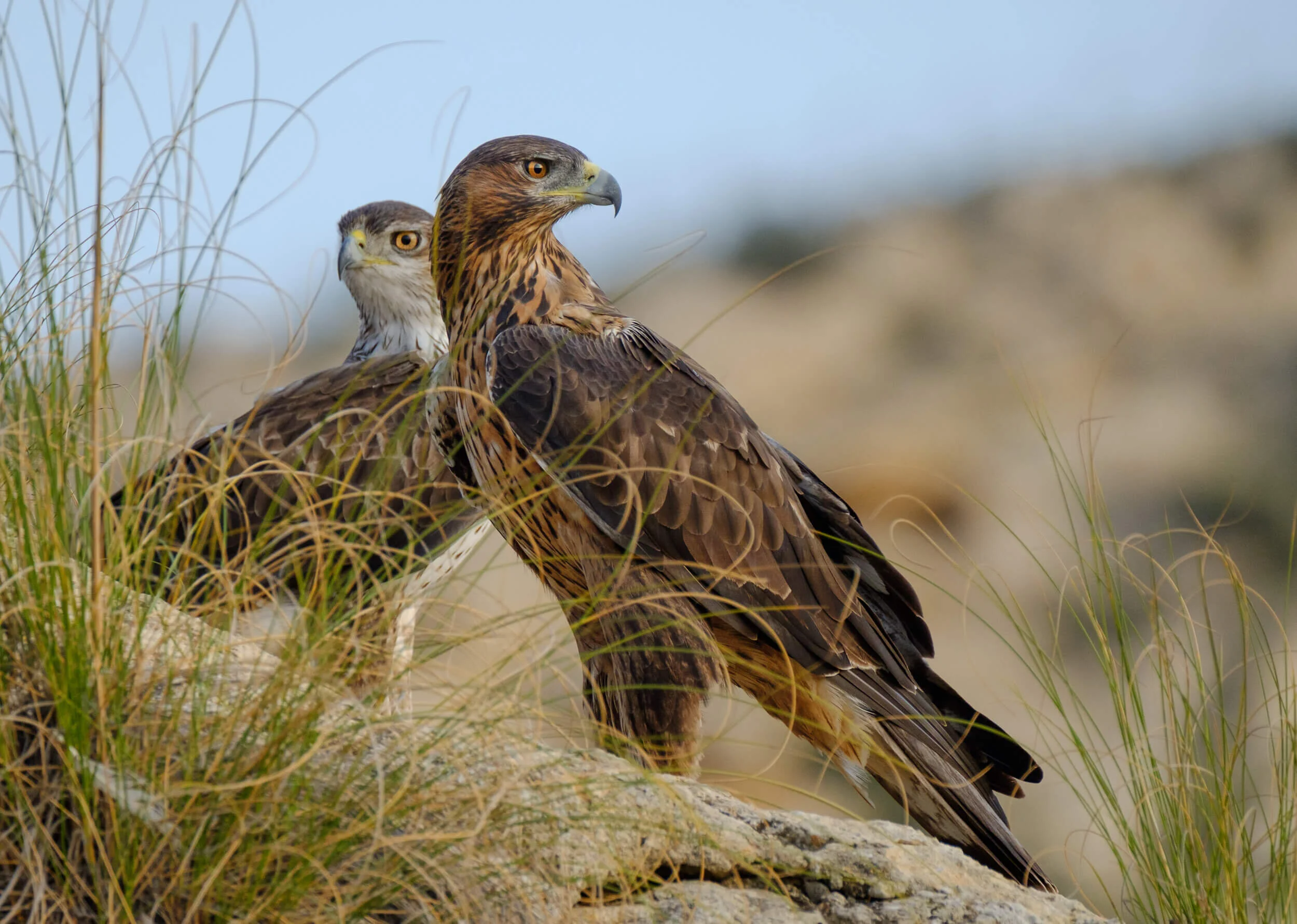 aguila-perdicera-aquila-fasciata-bonelli-eagle-75.jpg