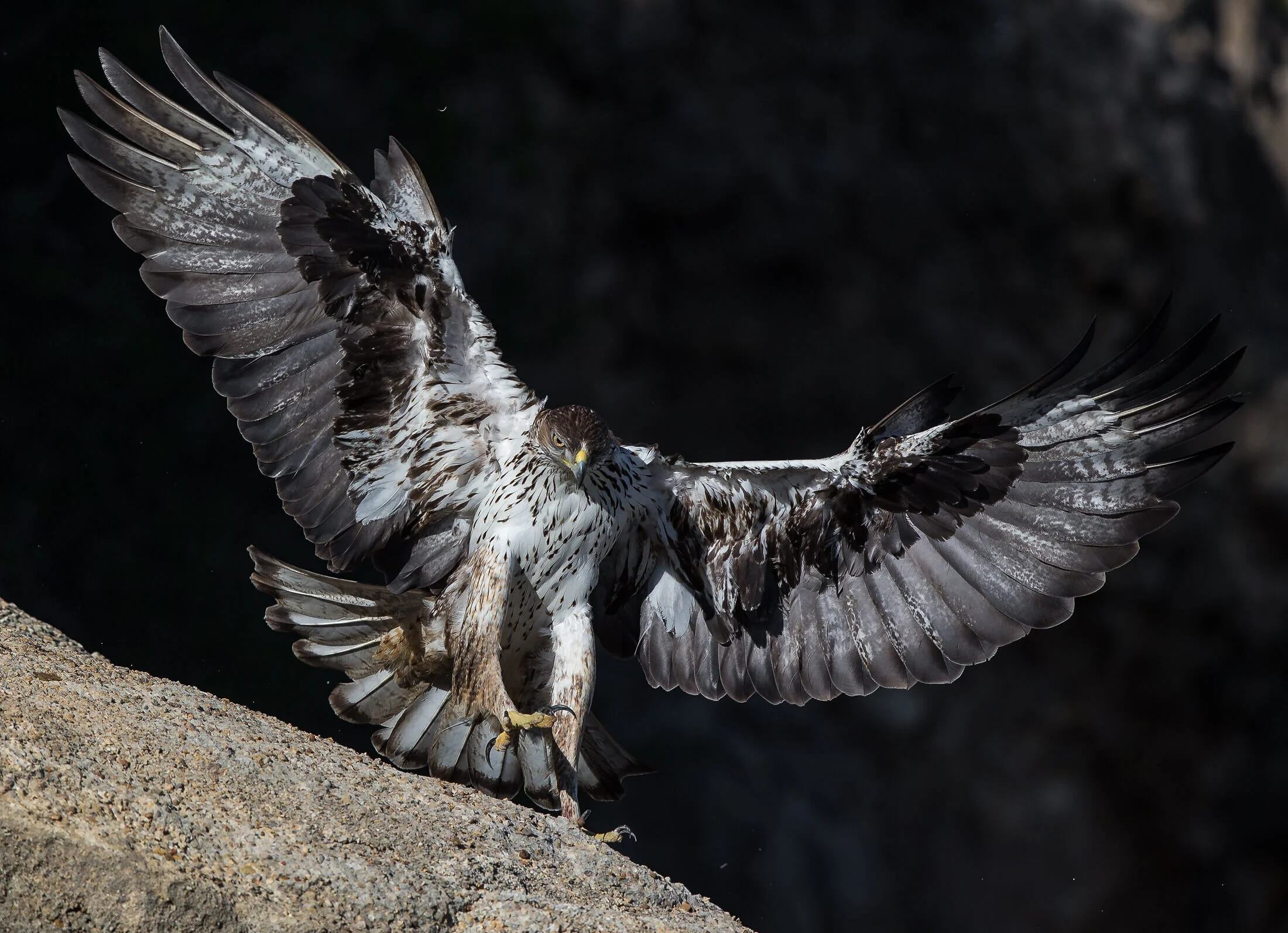 tony-peral-wild-nature-photography-aves-bird-aguila-perdicera-aquila-fasciata-bonelli-eagle-92.jpg