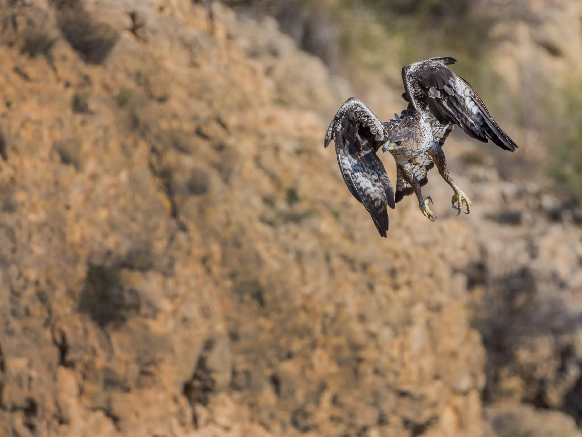 tony-peral-wild-nature-photography-aves-bird-aguila-perdicera-aquila-fasciata-bonelli-eagle-101.jpg