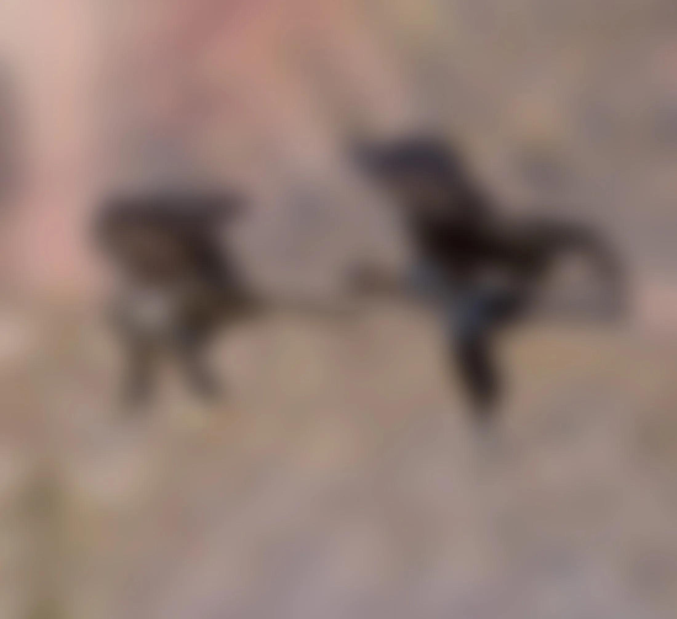 Two hawks in flight against a blurred sky background.