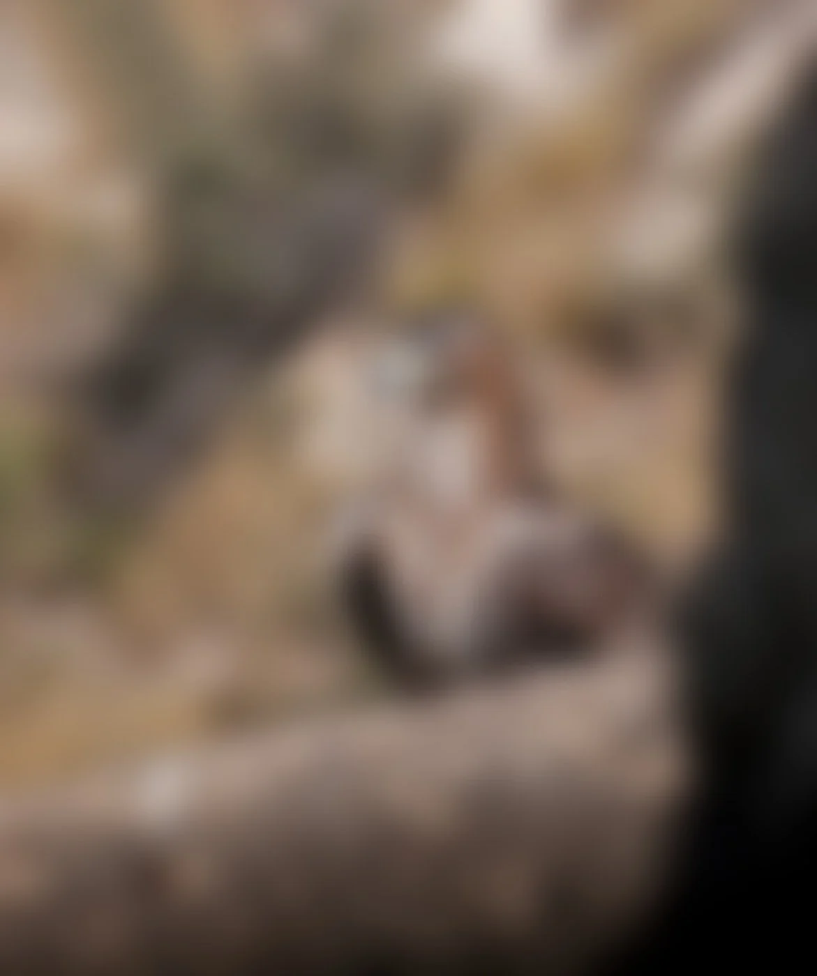 A hawk perched on a rock with a blurred natural background.