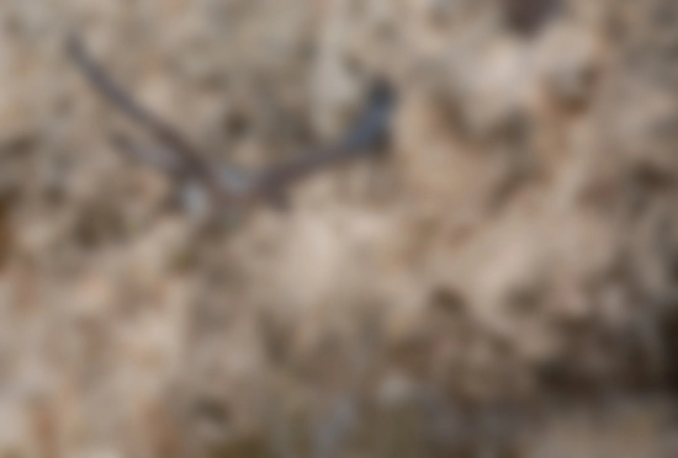 A bird of prey with brown and white feathers is captured in flight against a rocky background, with its wings spread wide and talons extended.
