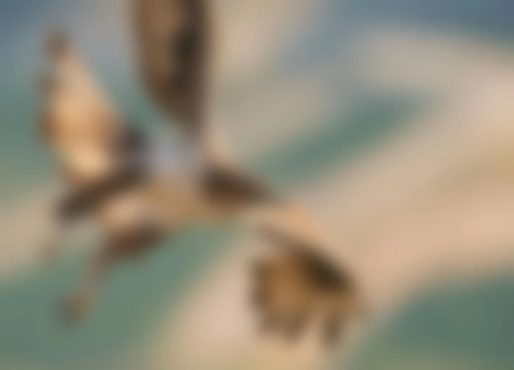 Blurry image of a lavender flower