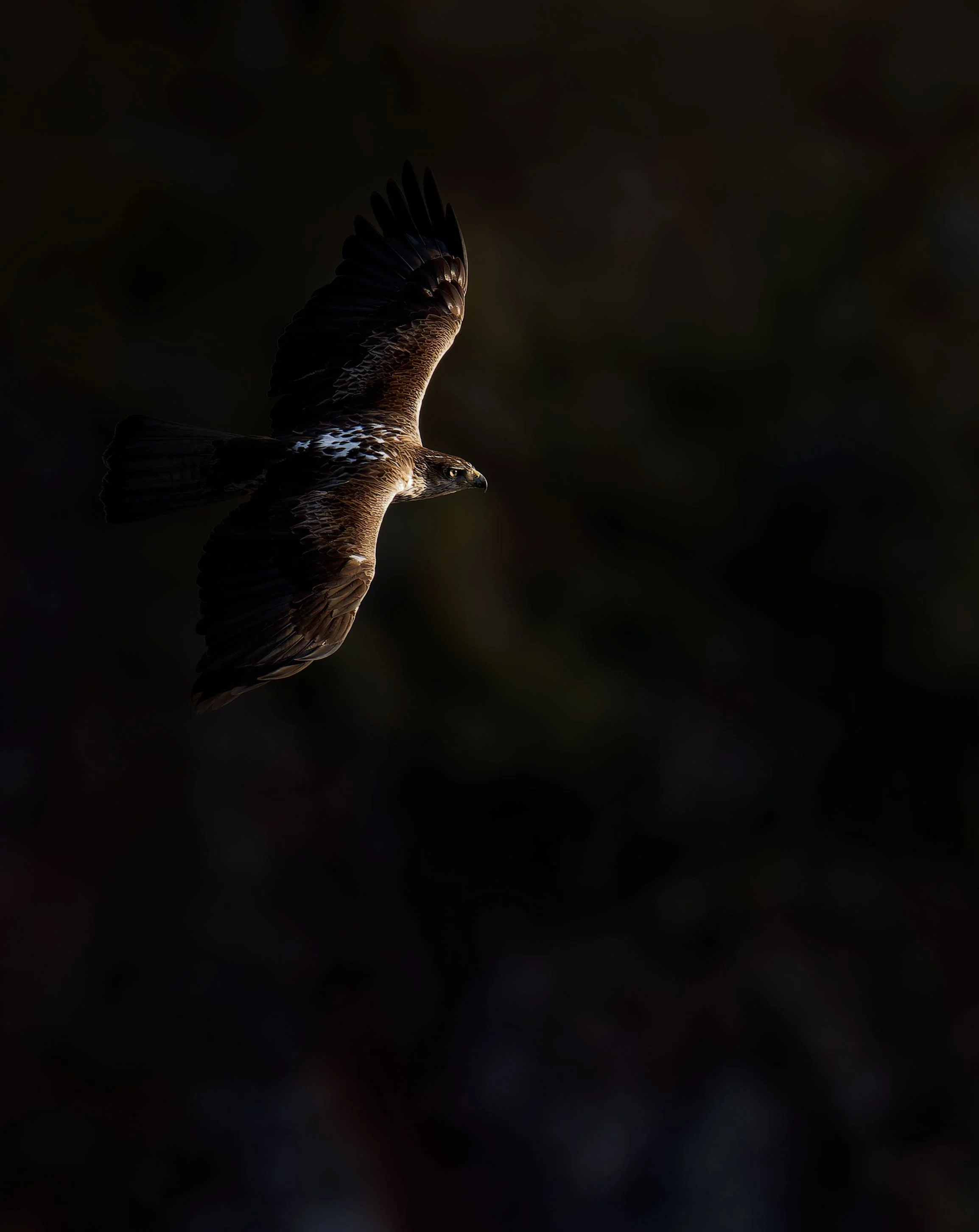 DSC02991-ARW_DxO_DeepPRIMEXD.jpg