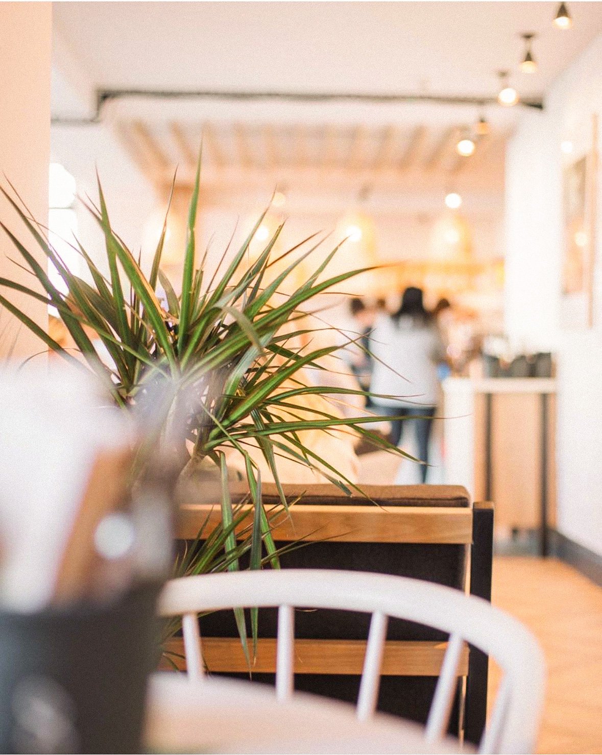 Interior of a coffee shop with a focus on a green potted plant in the foreground, blurred customers in the background, and warm lighting.