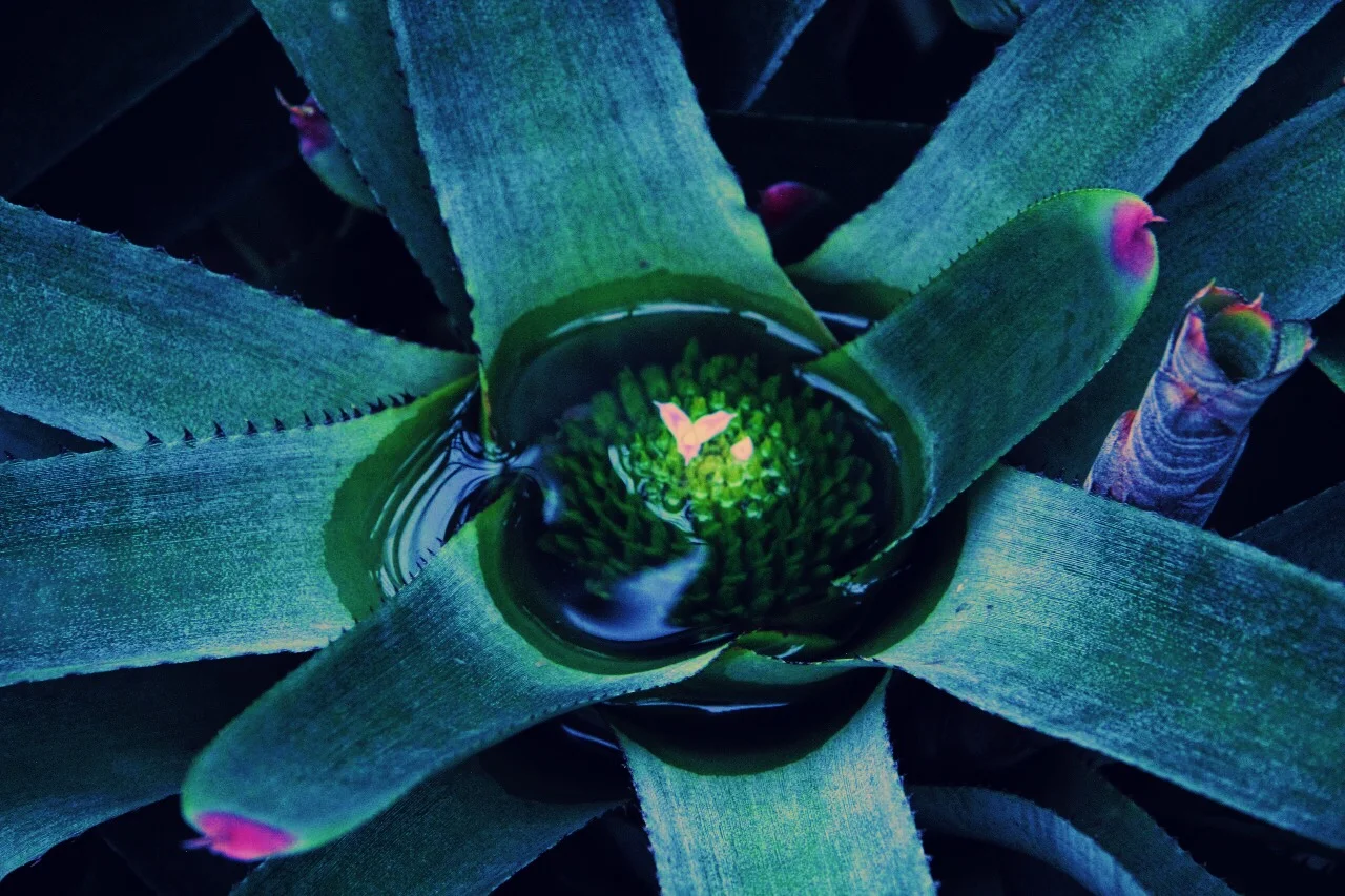  Radioactive Plant, Nov 17 