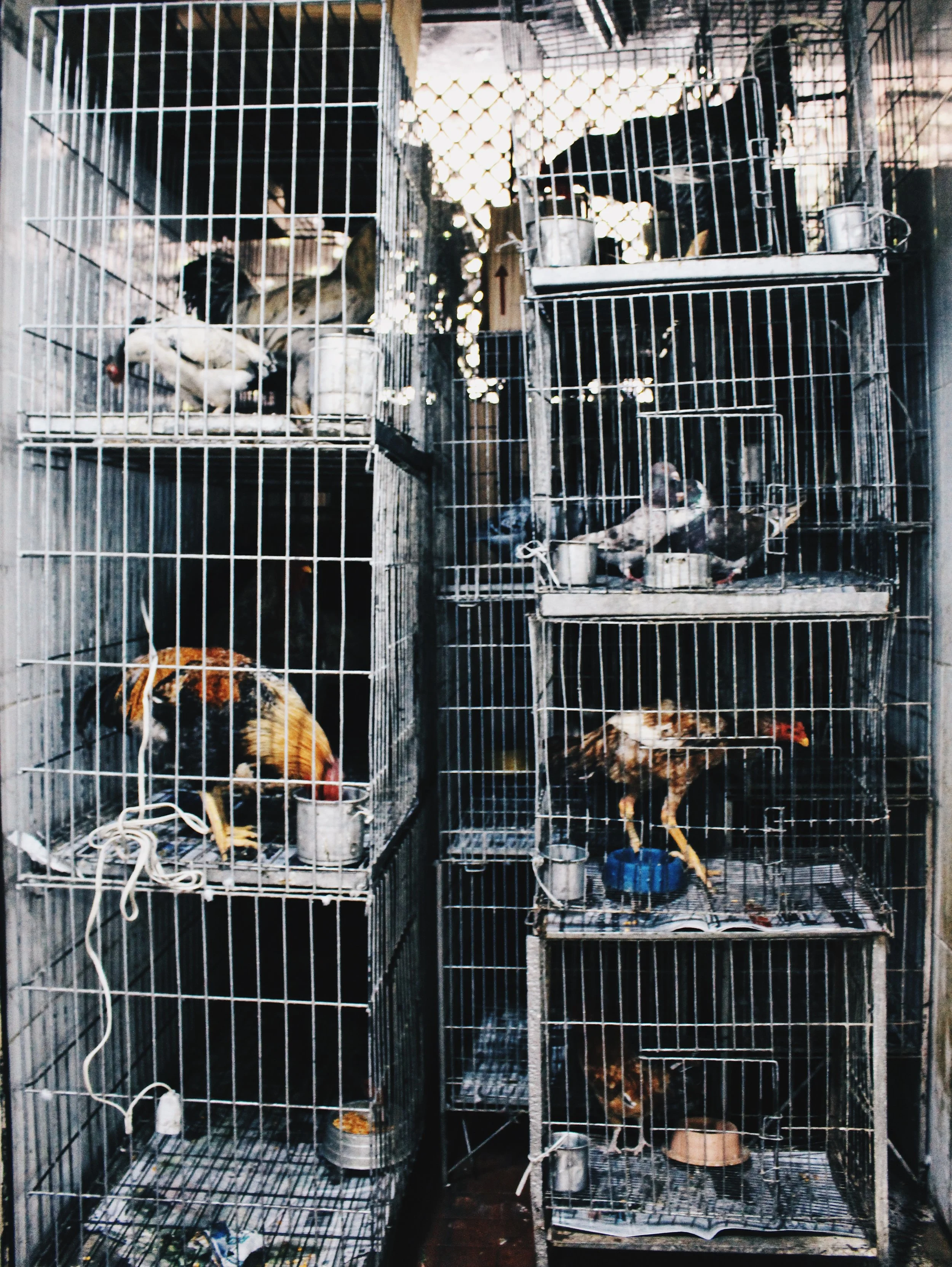  Chickens in a cage, Jul 17 