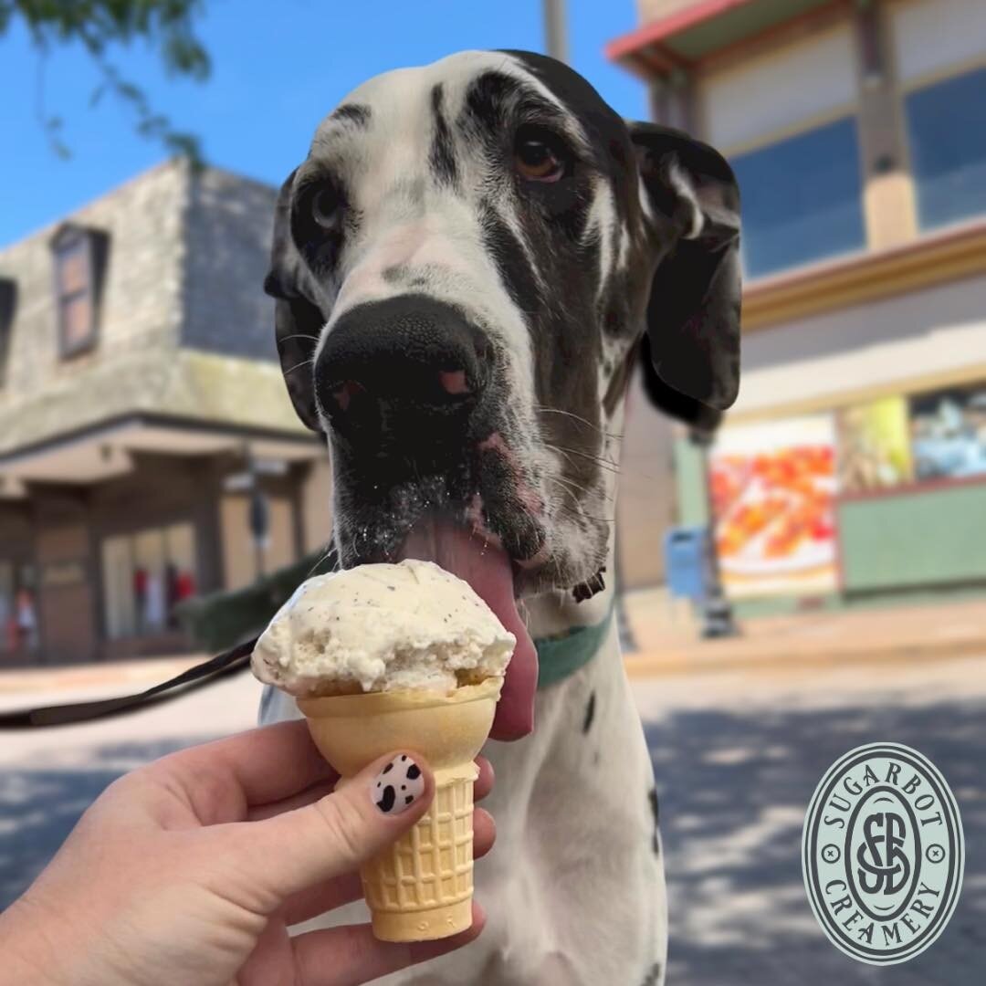 This is what a great day looks like. 🐶🍦💅

#housemadeicecream #sugarcone #creamery #icecream #stcharles #sugarbotcreamery #mainstreetstc #discoverstc #mainstreet #icecreamcone #icecreamlover #stcharlesmissouri #greatdane #nottheconeofshame #bestlif