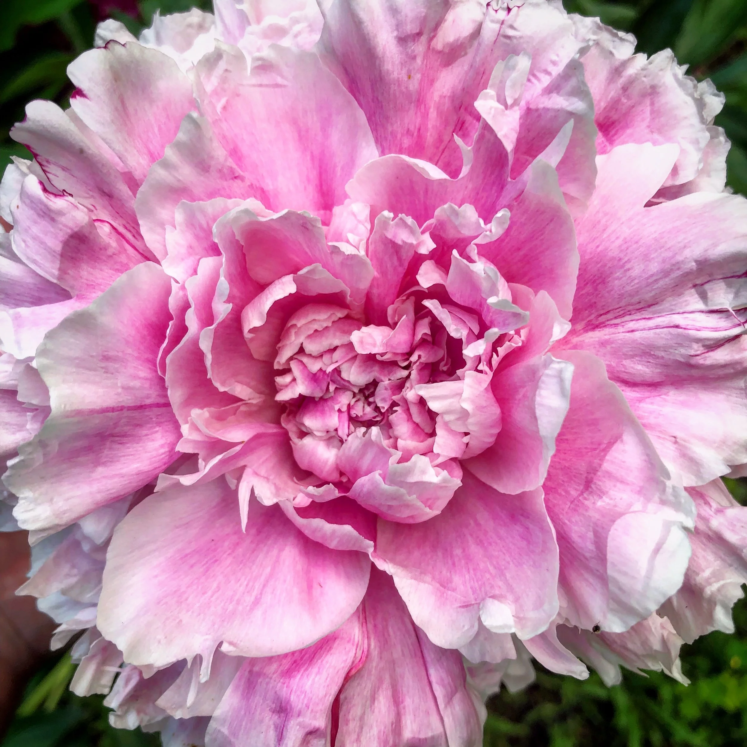 The Peony Palace