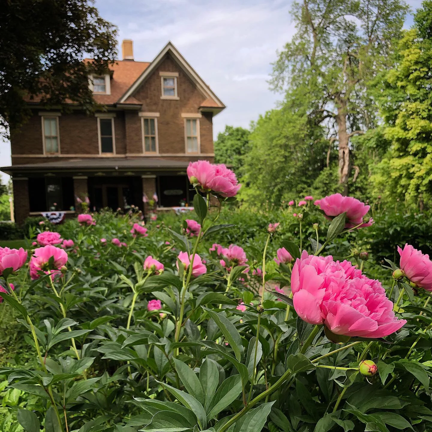 The Peonies Have Arrived!
