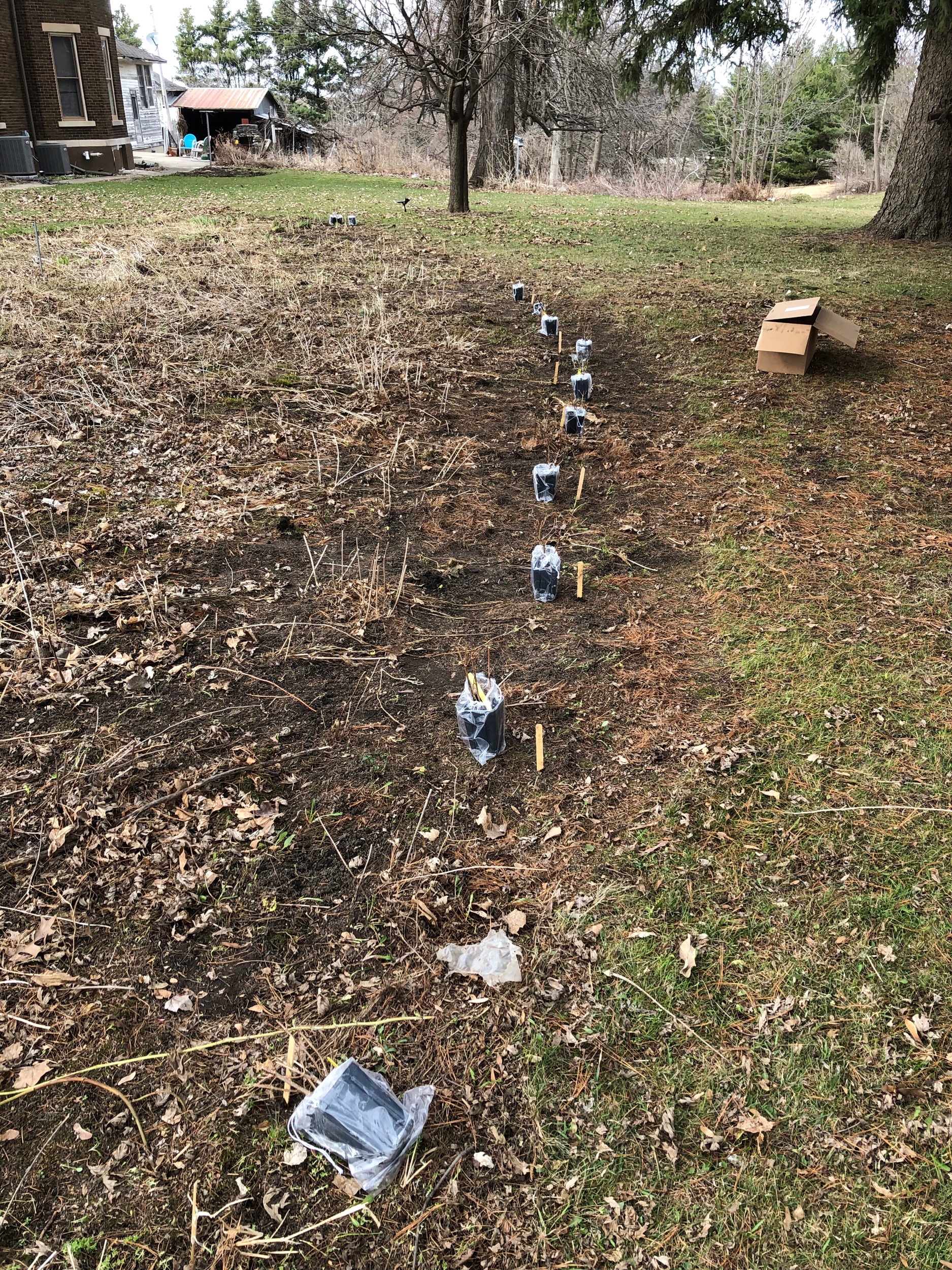 Planning/planting the hedge last spring!