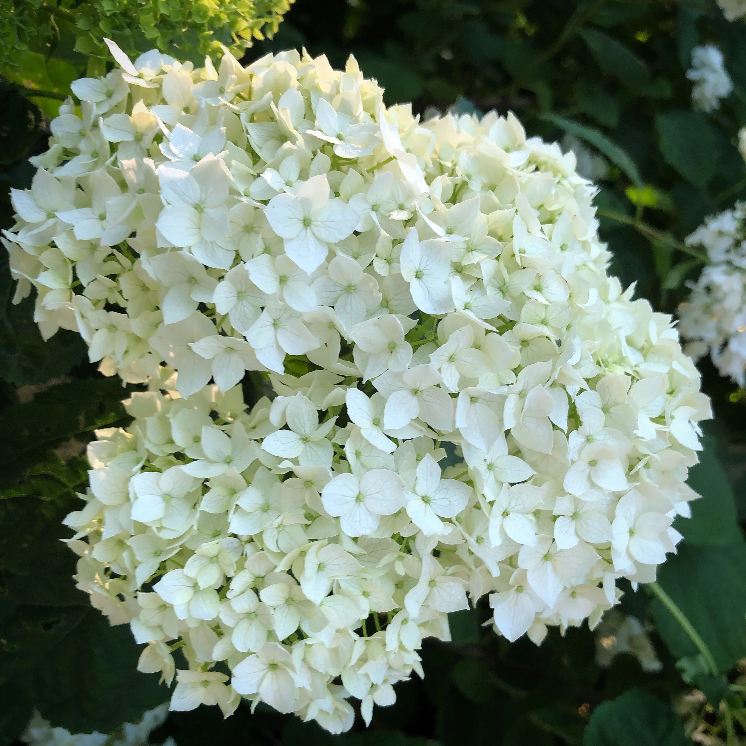 Planning the Hydrangea Garden