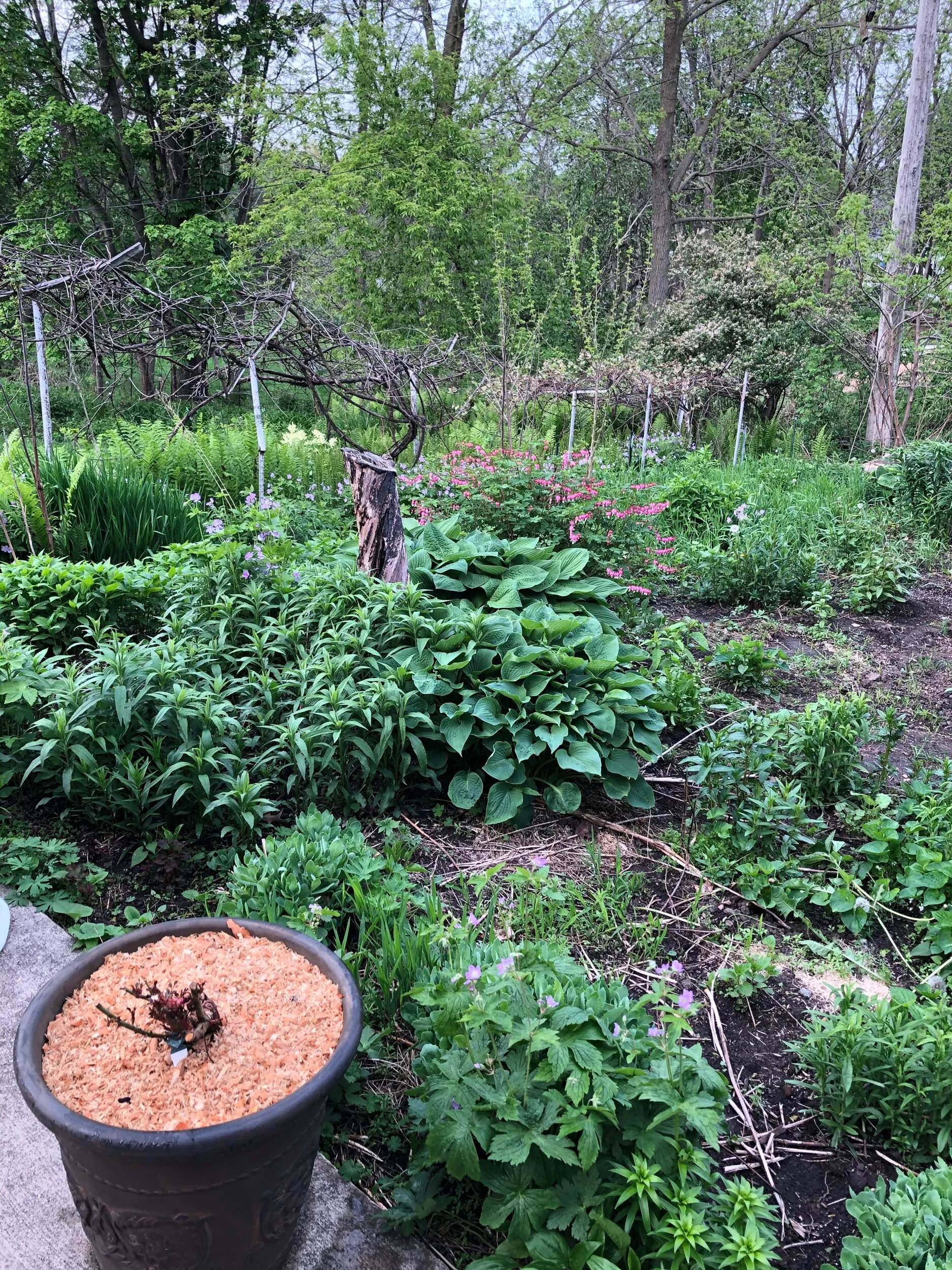 What's growing this summer at Gaye Gardens...