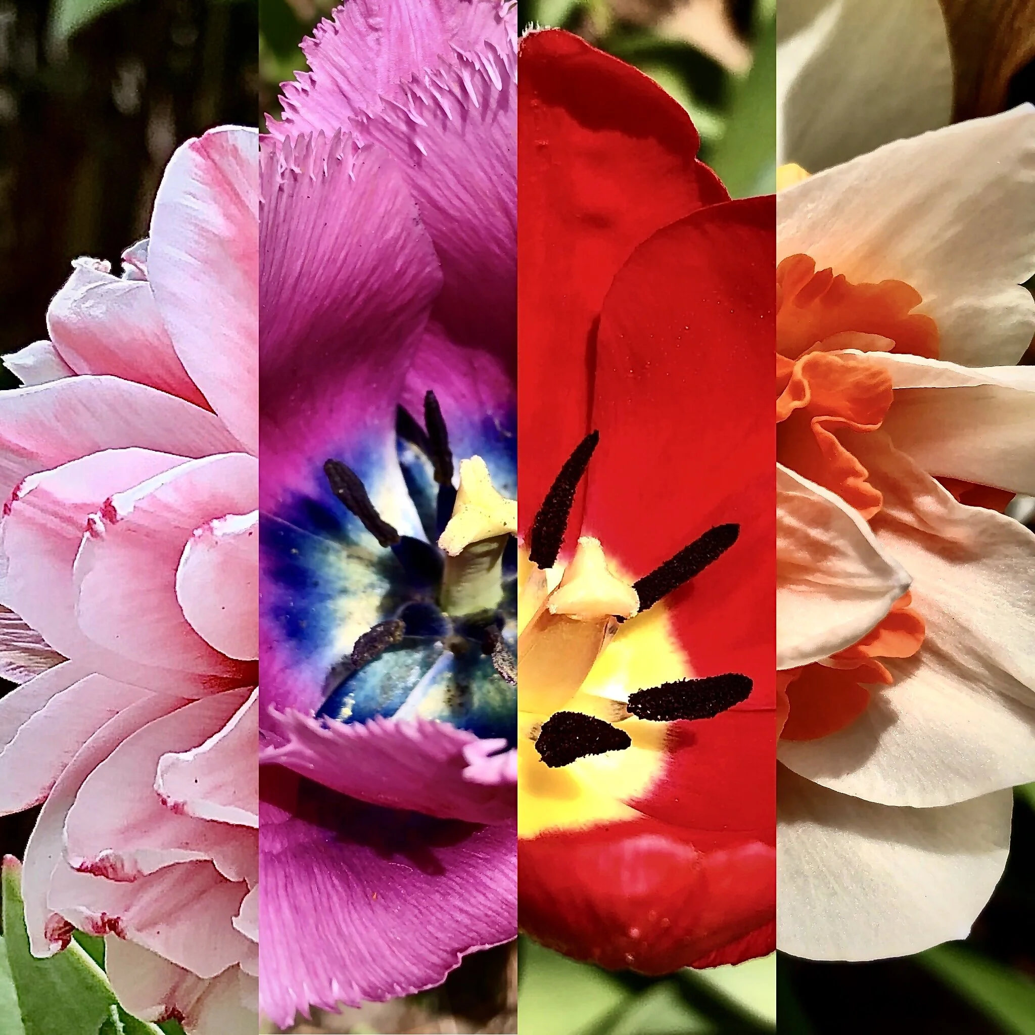 Spring Flower Tour at Gaye Gardens