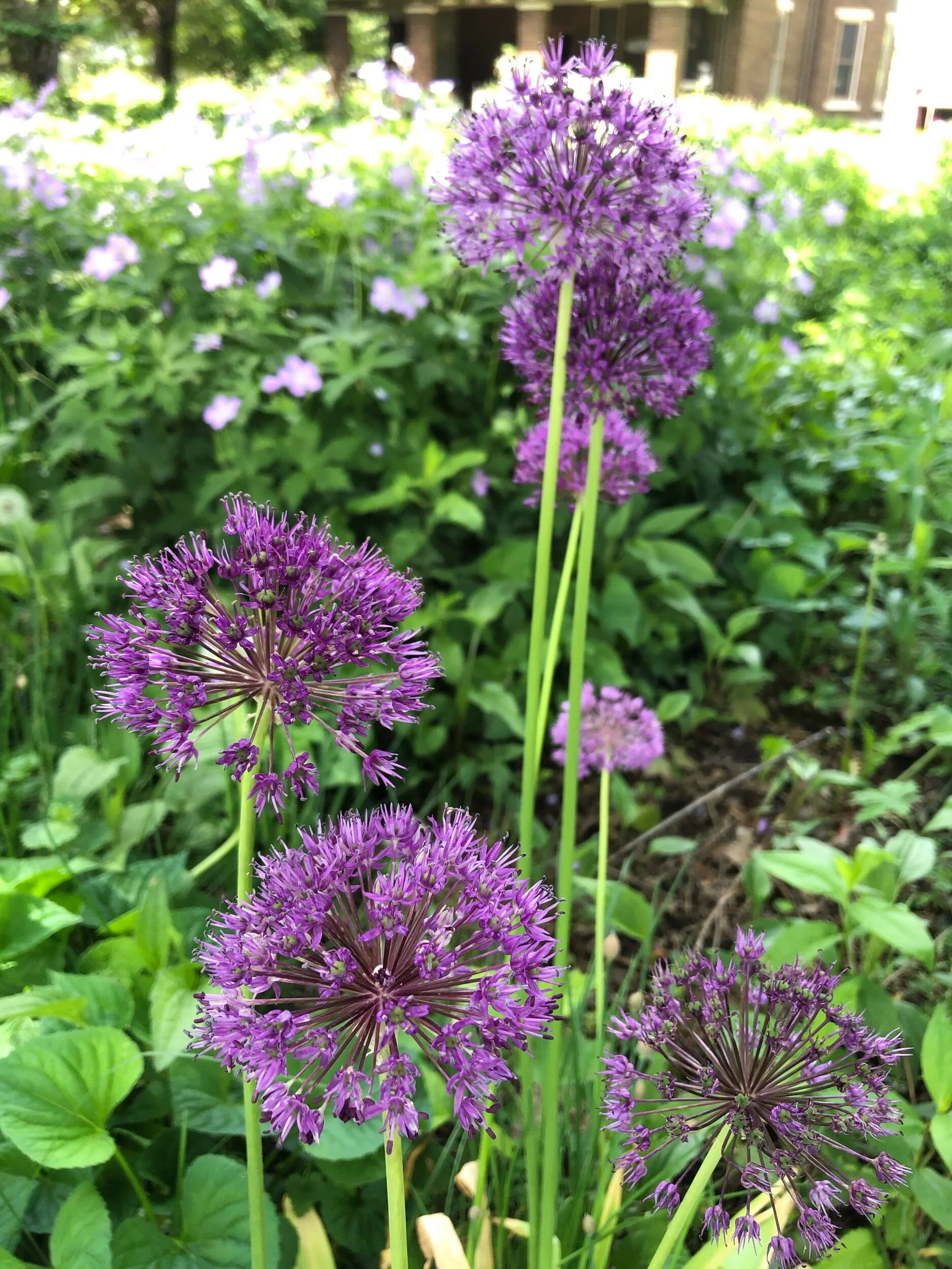 Allium in bunches!
