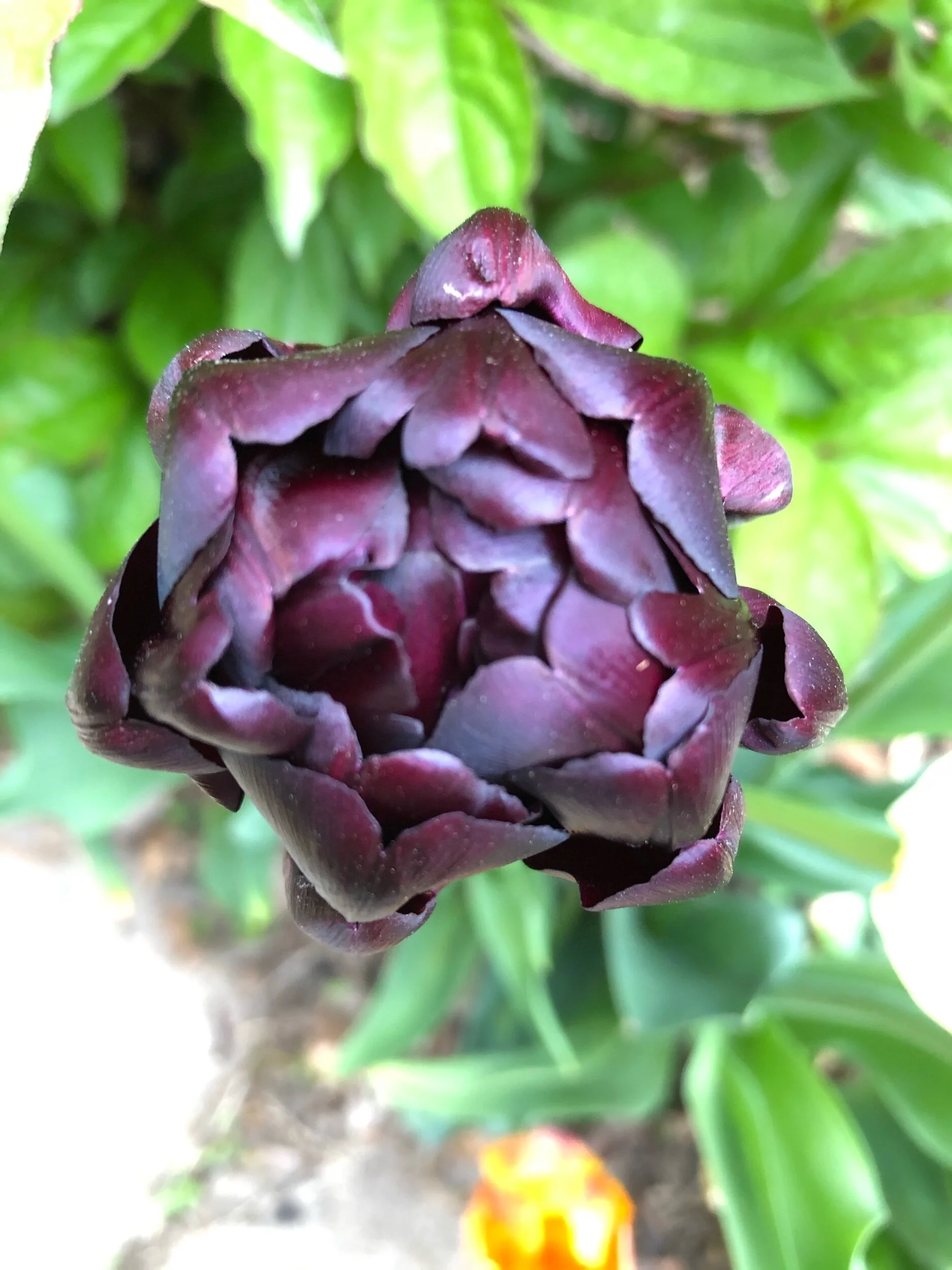 ‘Black Hero’ tulips.
