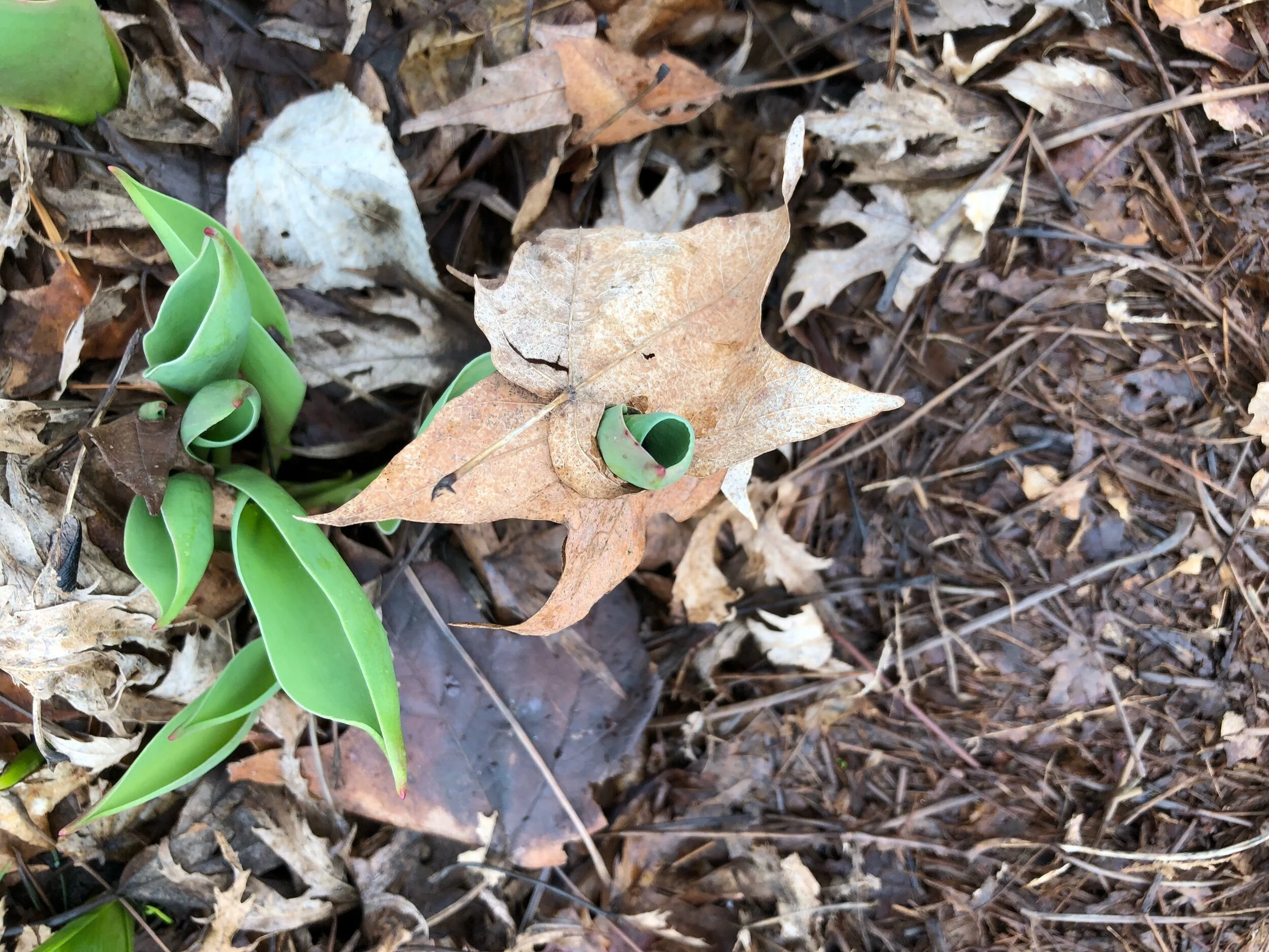 I love how they grow through the leaves!