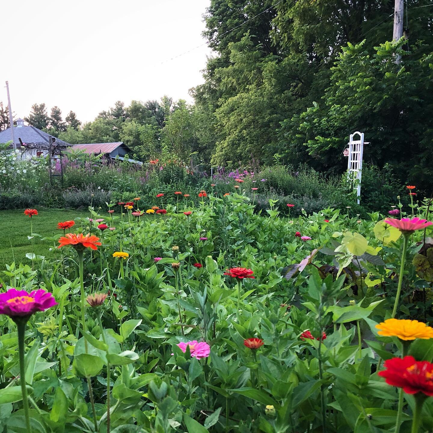 &lsquo;Benary&rsquo;s Giant&rsquo; zinnia bonanza! We started 72 plants from seed in March and now they&rsquo;re in full bloom! So fun/easy to grow from seed! 🌱
