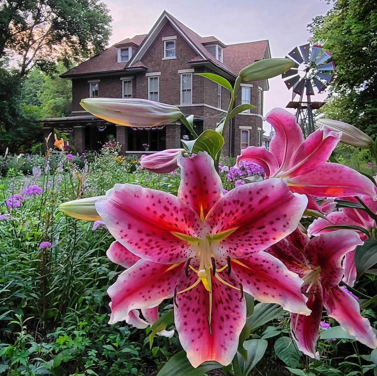 The lilies are still popping in the gardens! 💕🌺💕