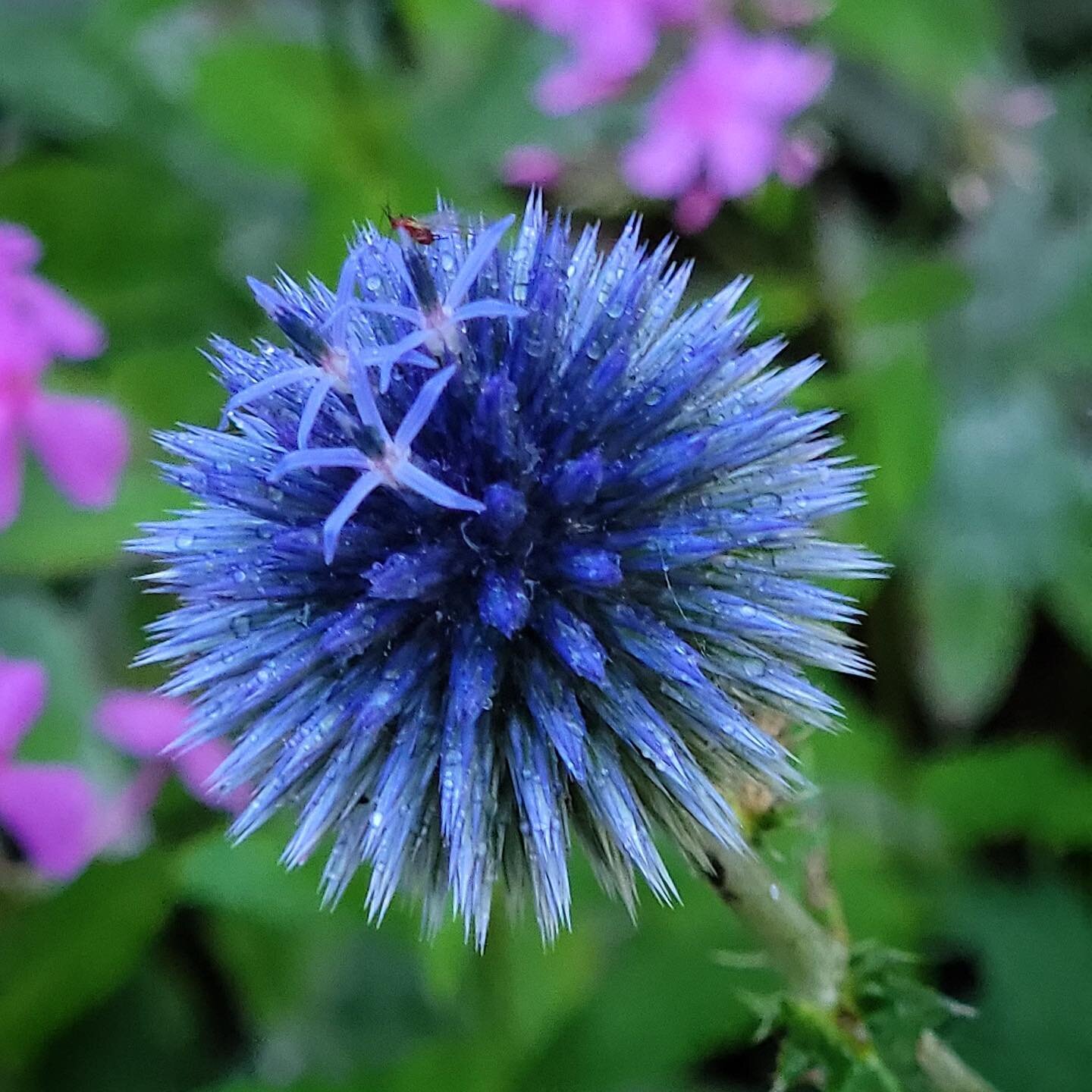 Our &lsquo;Blue Glow&rsquo; Echinops just keeps getting darker! The most beautiful blue and it&rsquo;s starting to bloom. 💙💙💙