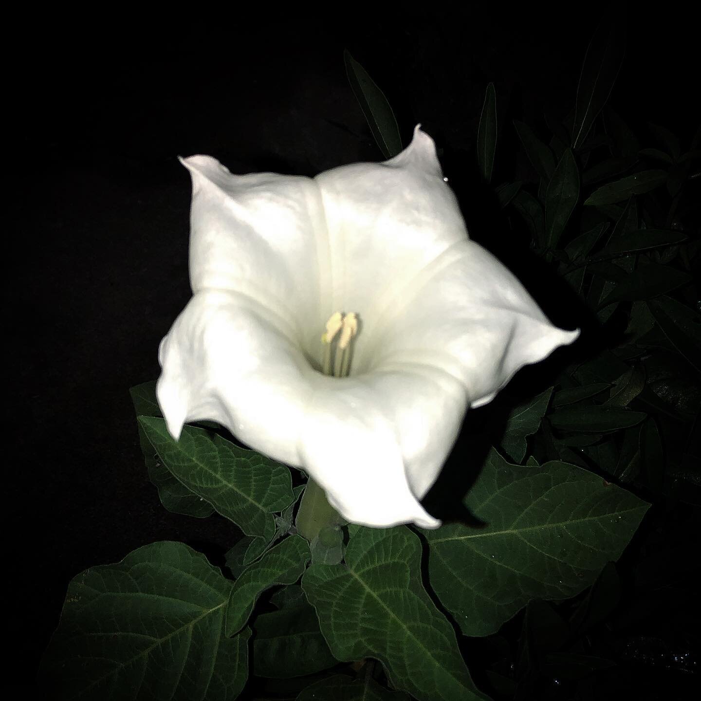Our Moonflower - Datura metel 'Belle Blanche' - is finally in bloom! This is our FOURTH year trying to grow it and we finally have a bloom! Bought the seeds from John Scheepers Kitchen Garden Seeds and started them in early March. Totally worth the t