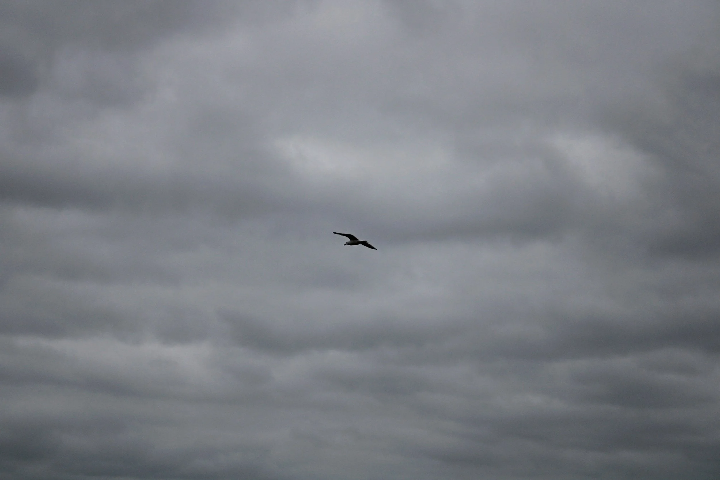 The everywhere bird – Rawdah age 13