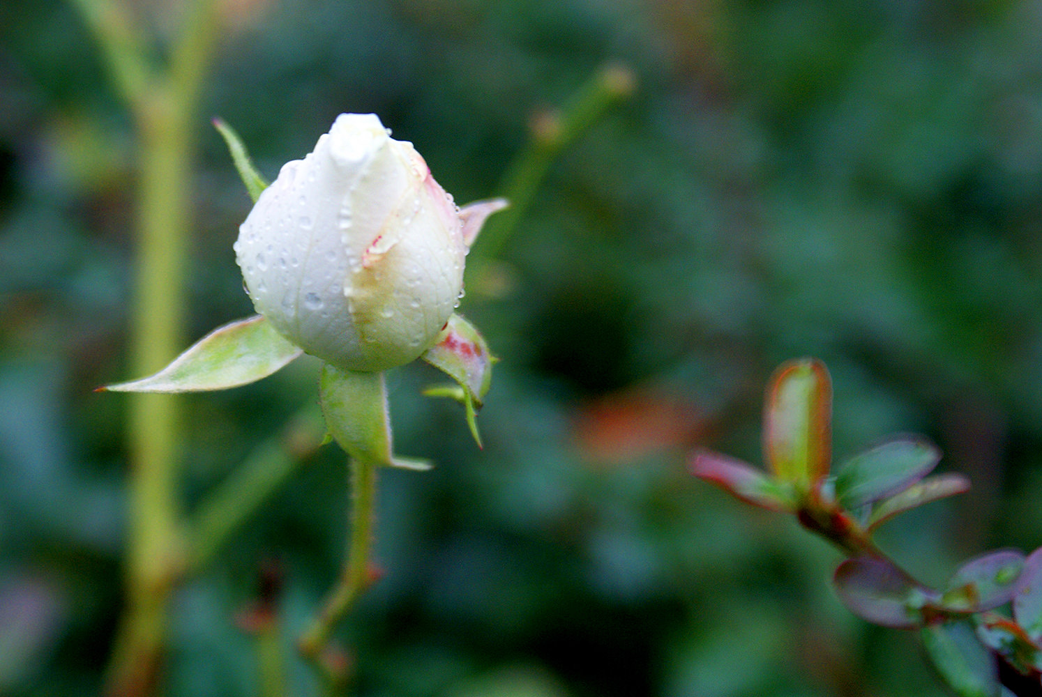  Something beautiful is about to sprout.  - Jenelle (12) 