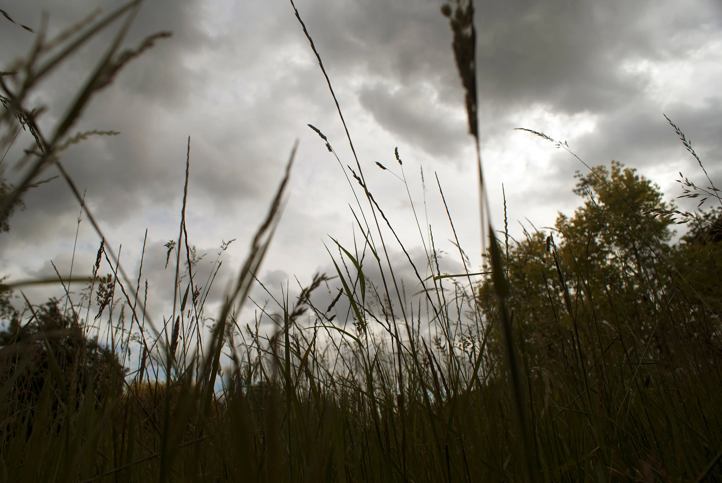 Grass