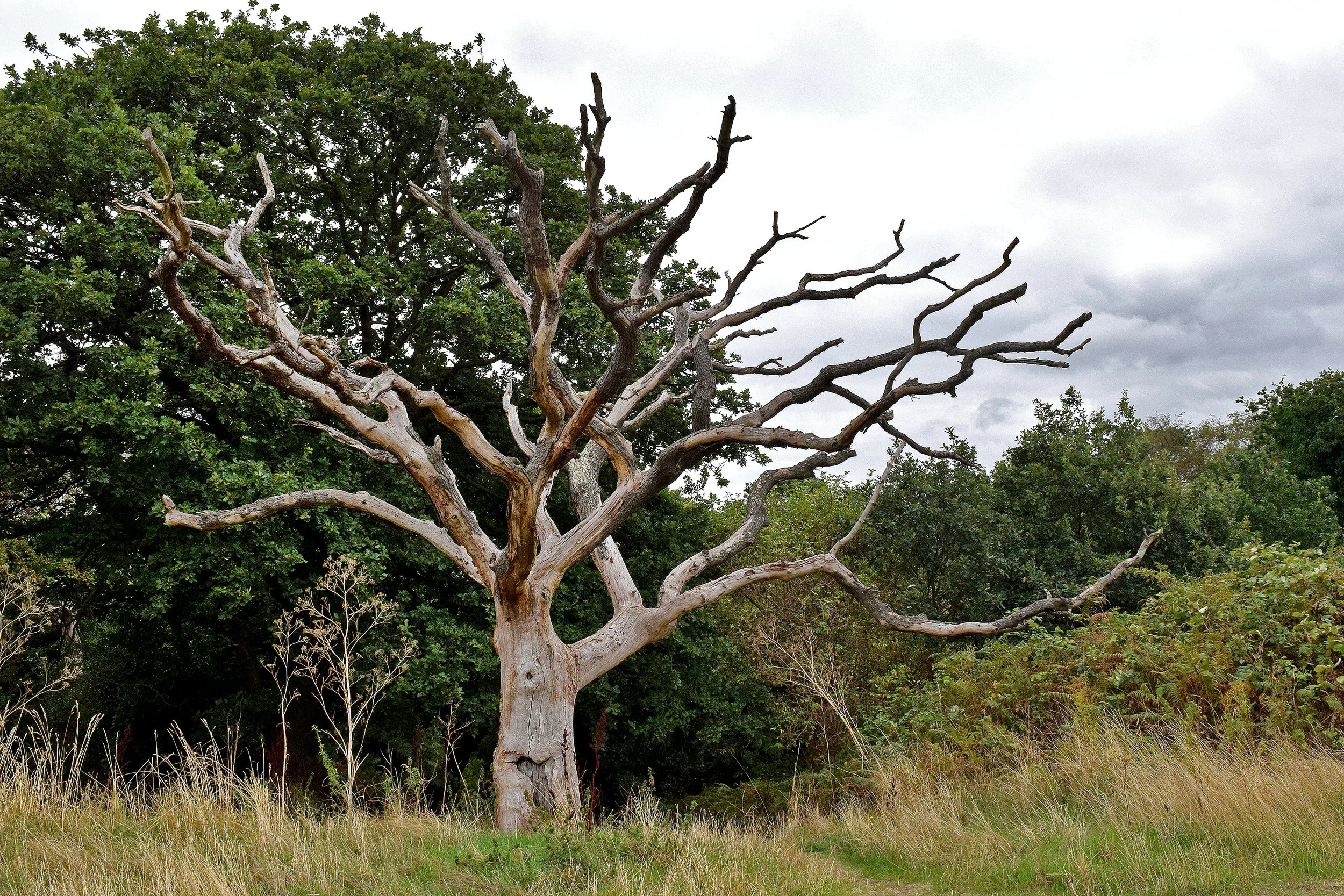 Photo by Dianne Pearson