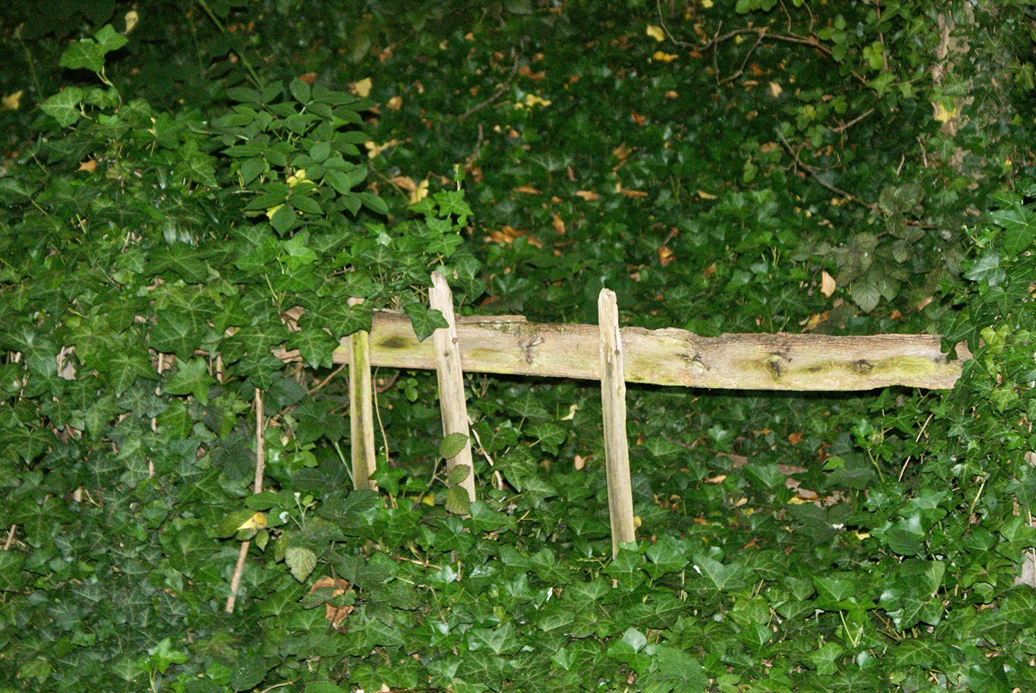  Nature fighting back and taking over the man made fence showing how strong it is  - Daniel (16) 