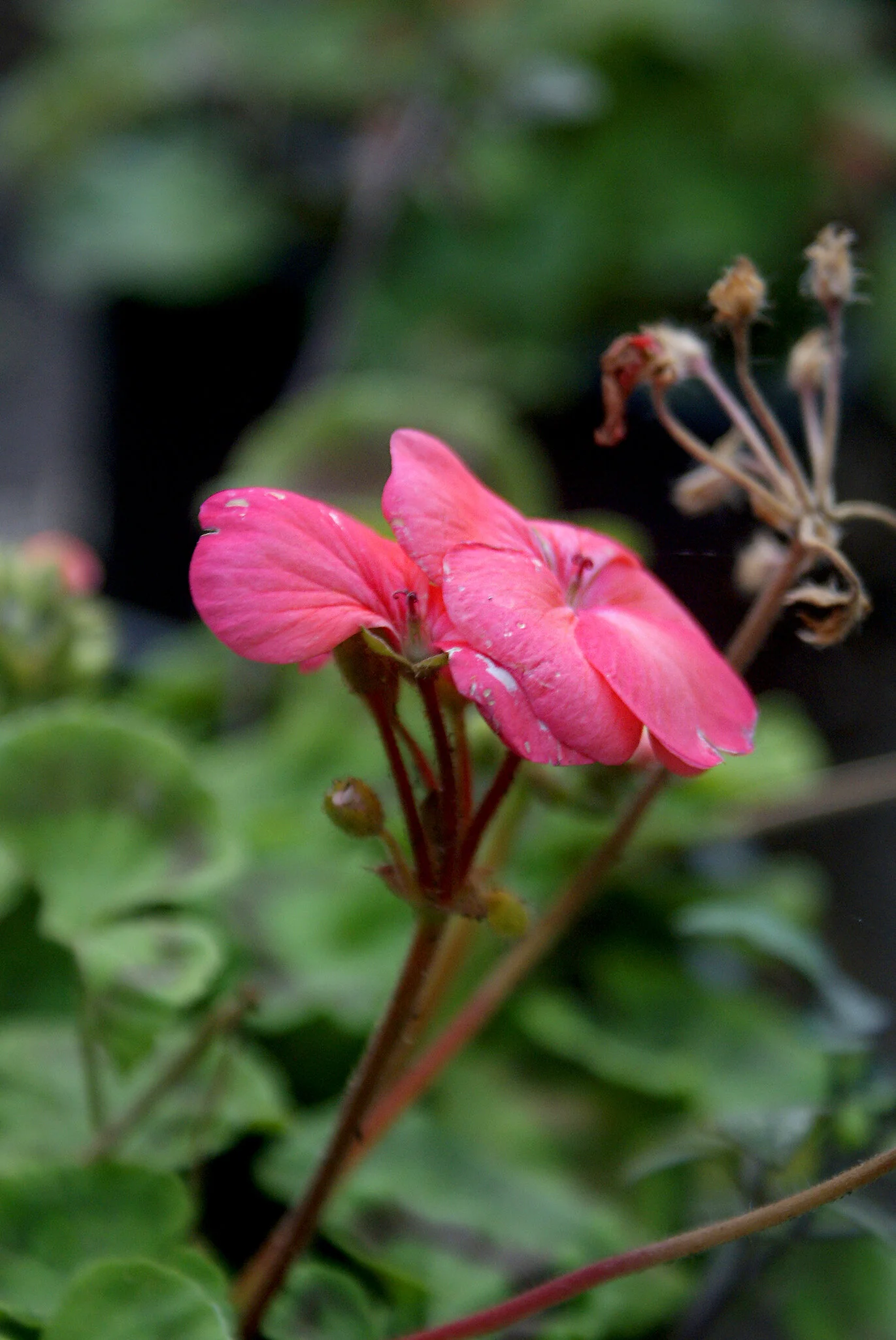  Majority is not always the best   - Daniel (10) 