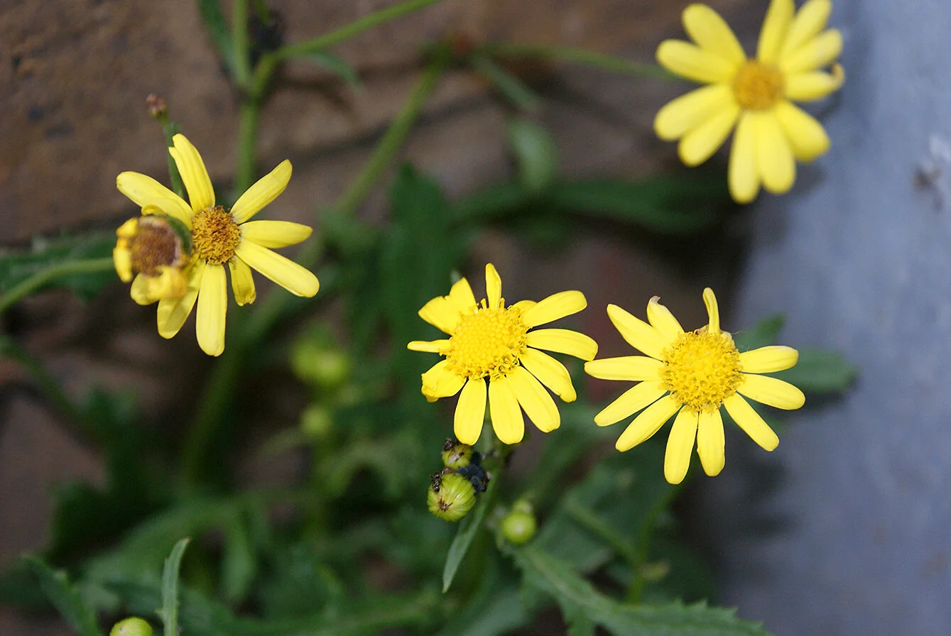  Nature like this is everywhere, but not everyone can see it   - Lateefat (12) 