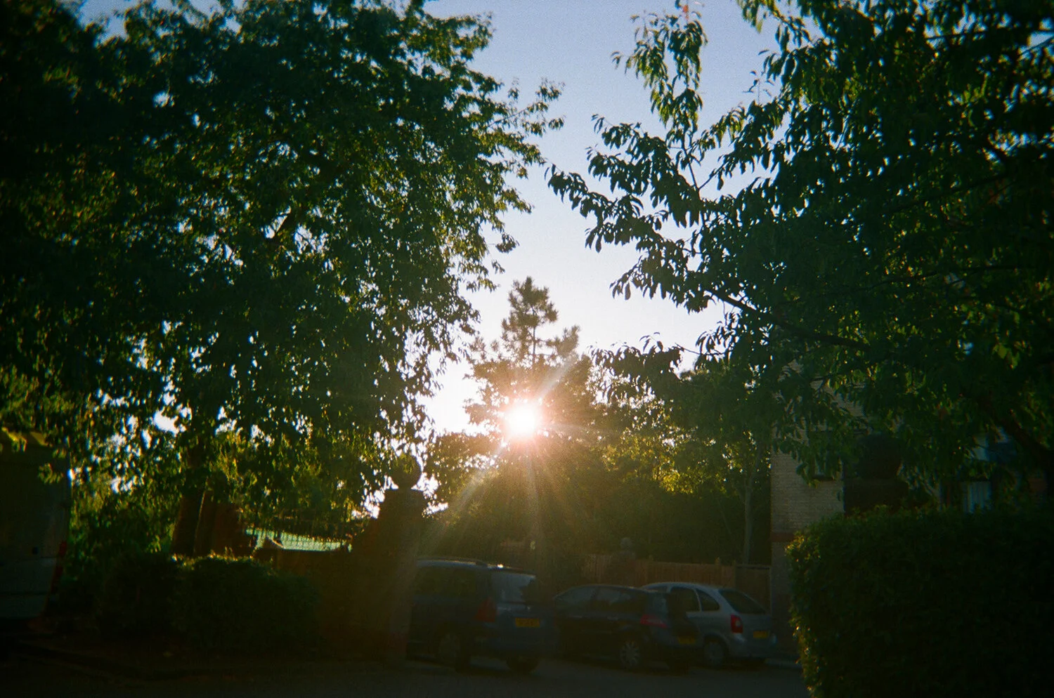   The sun is shining surrounding nature as it grows   - Yousif (9)  