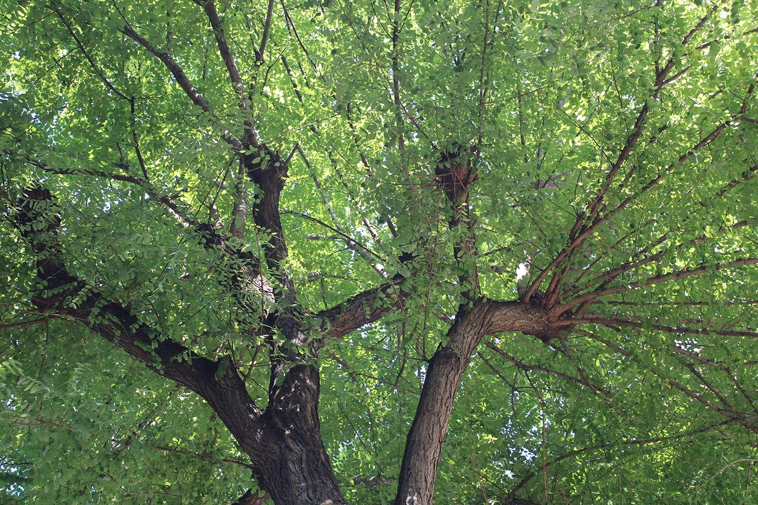 Photo by Humaira Sabahat