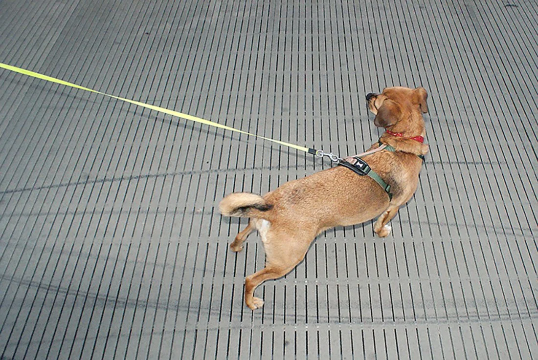     Untitled    – Kimberley aged 11    