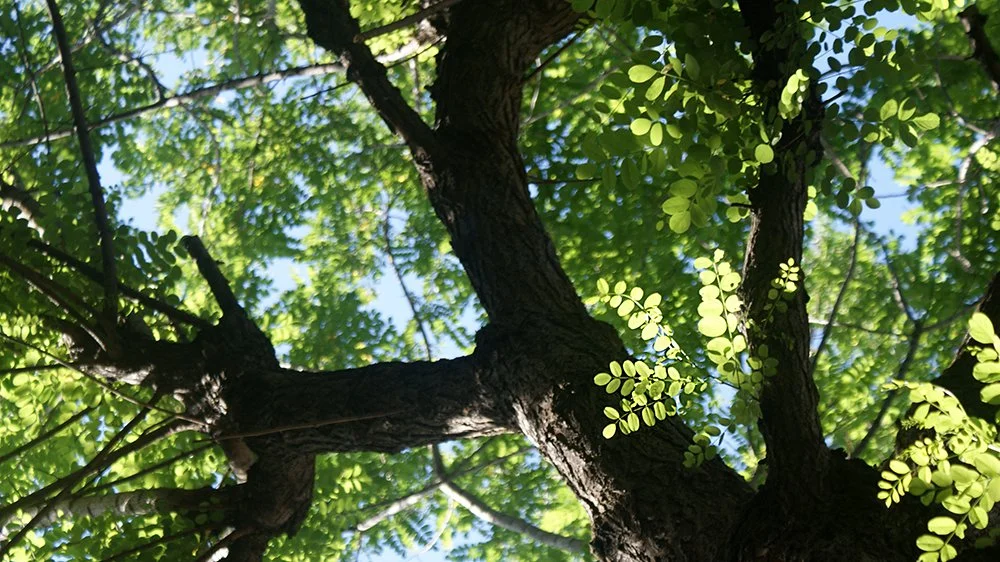 Love all types of nature even if you can’t reach it! 