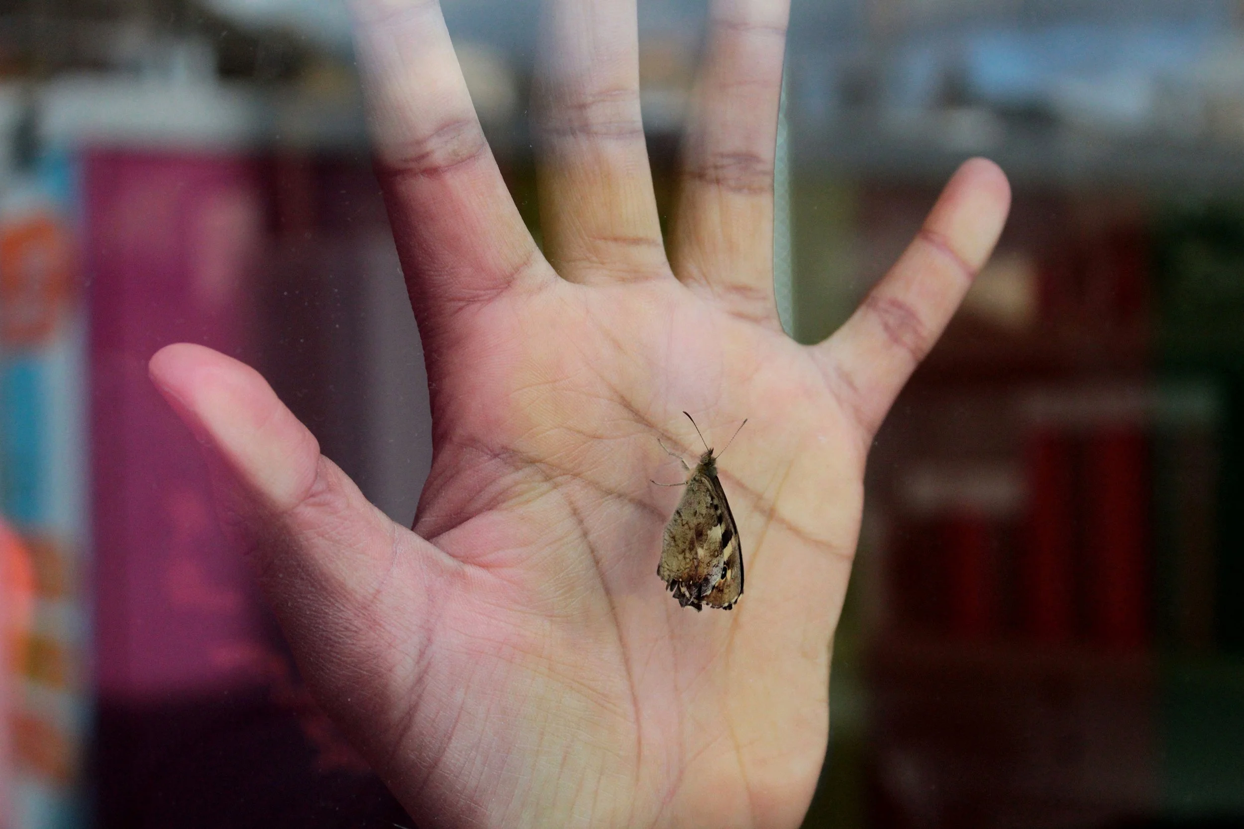 Co-existence - Duarte aged 15