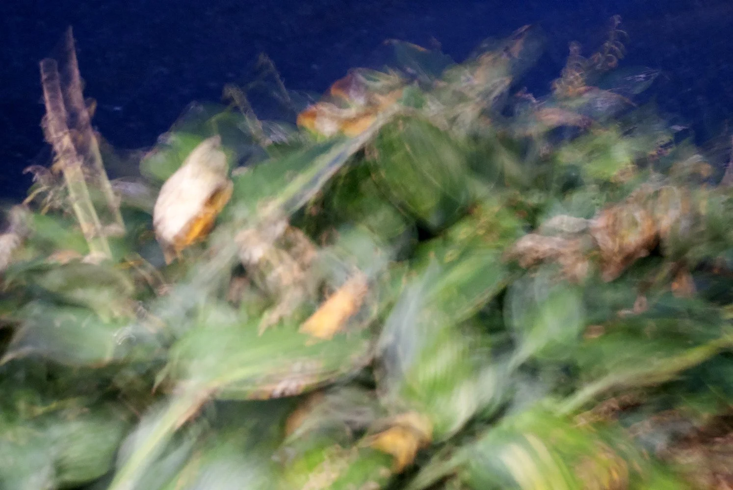 Photograph by Fatima