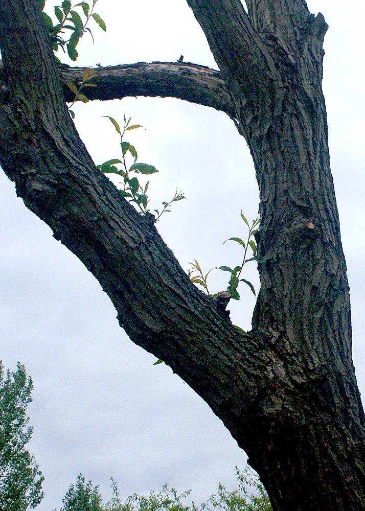 Photograph by Jahmeya