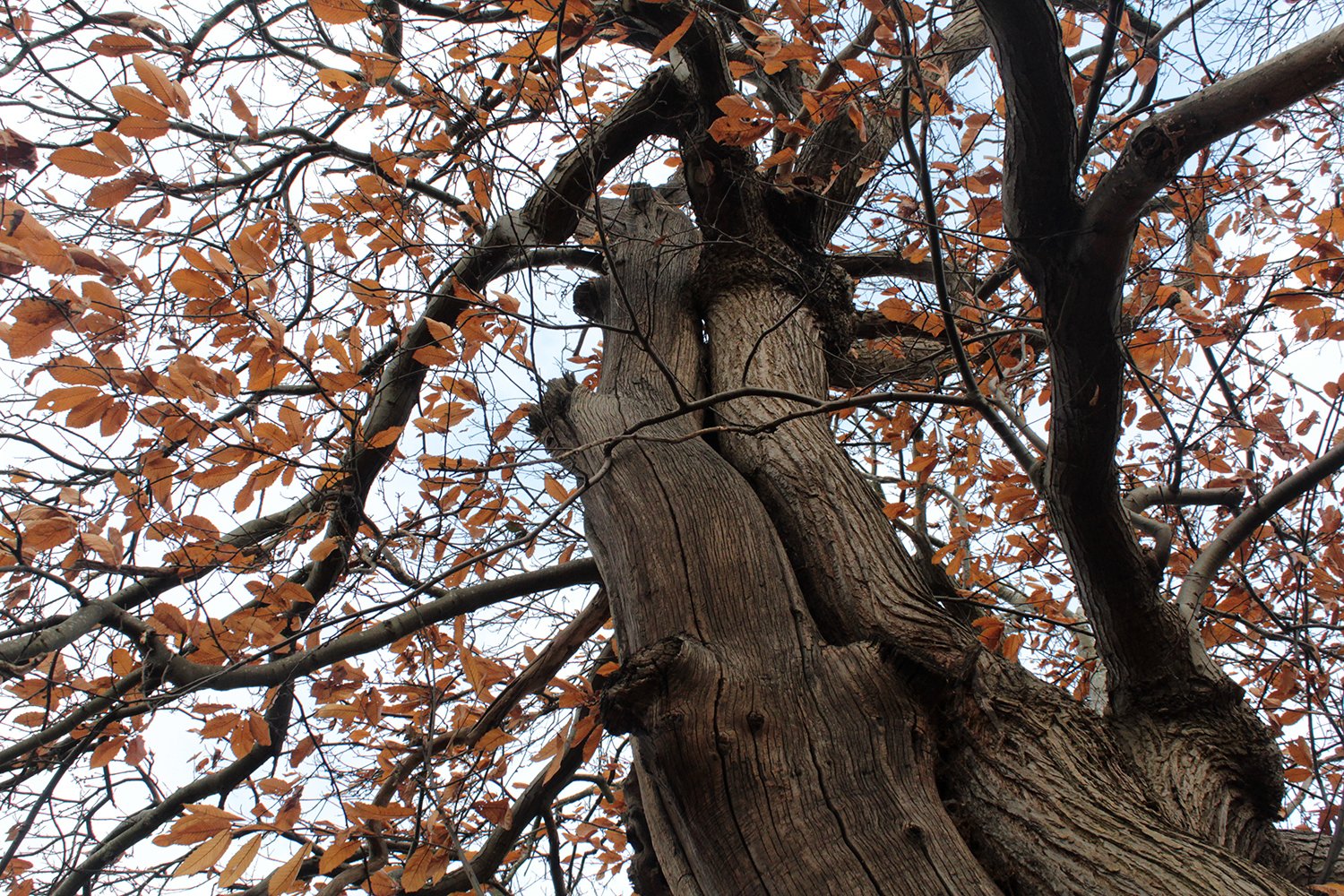 Photograph by Josiah