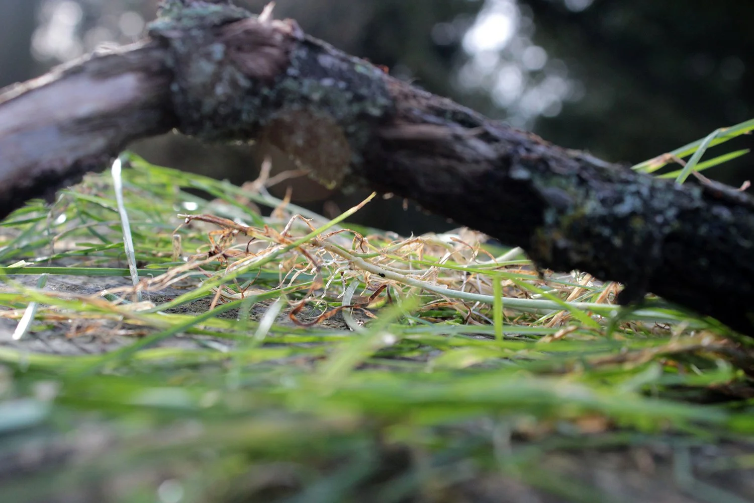 Photograph by Olivia