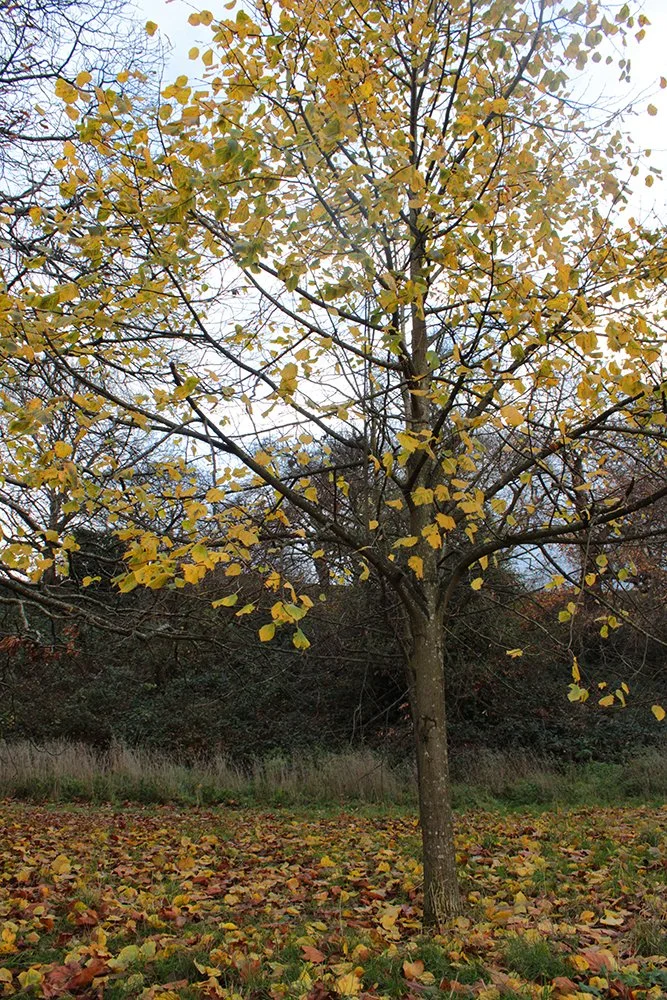 Photograph by Rawdah