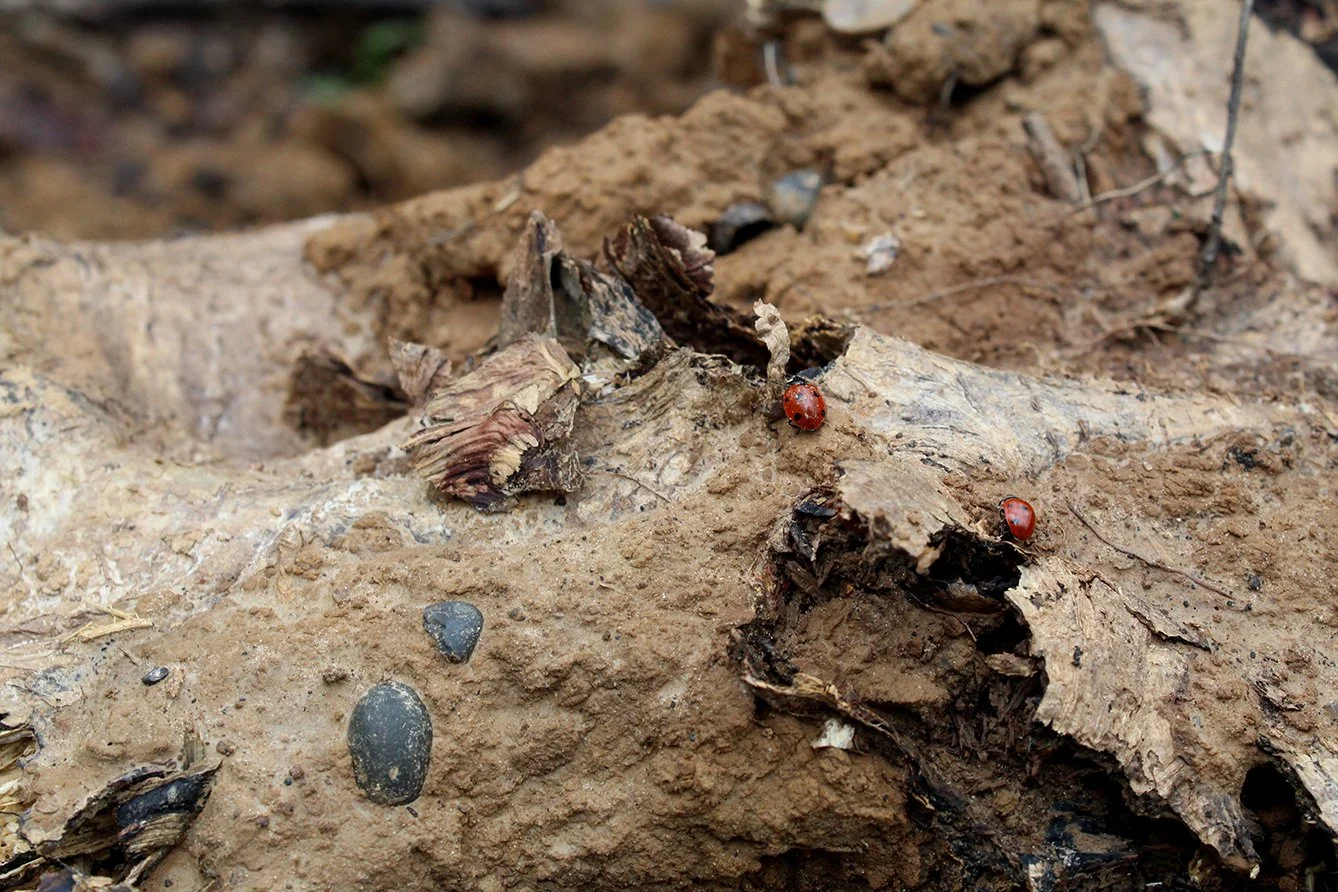 Photograph by Rumaysah